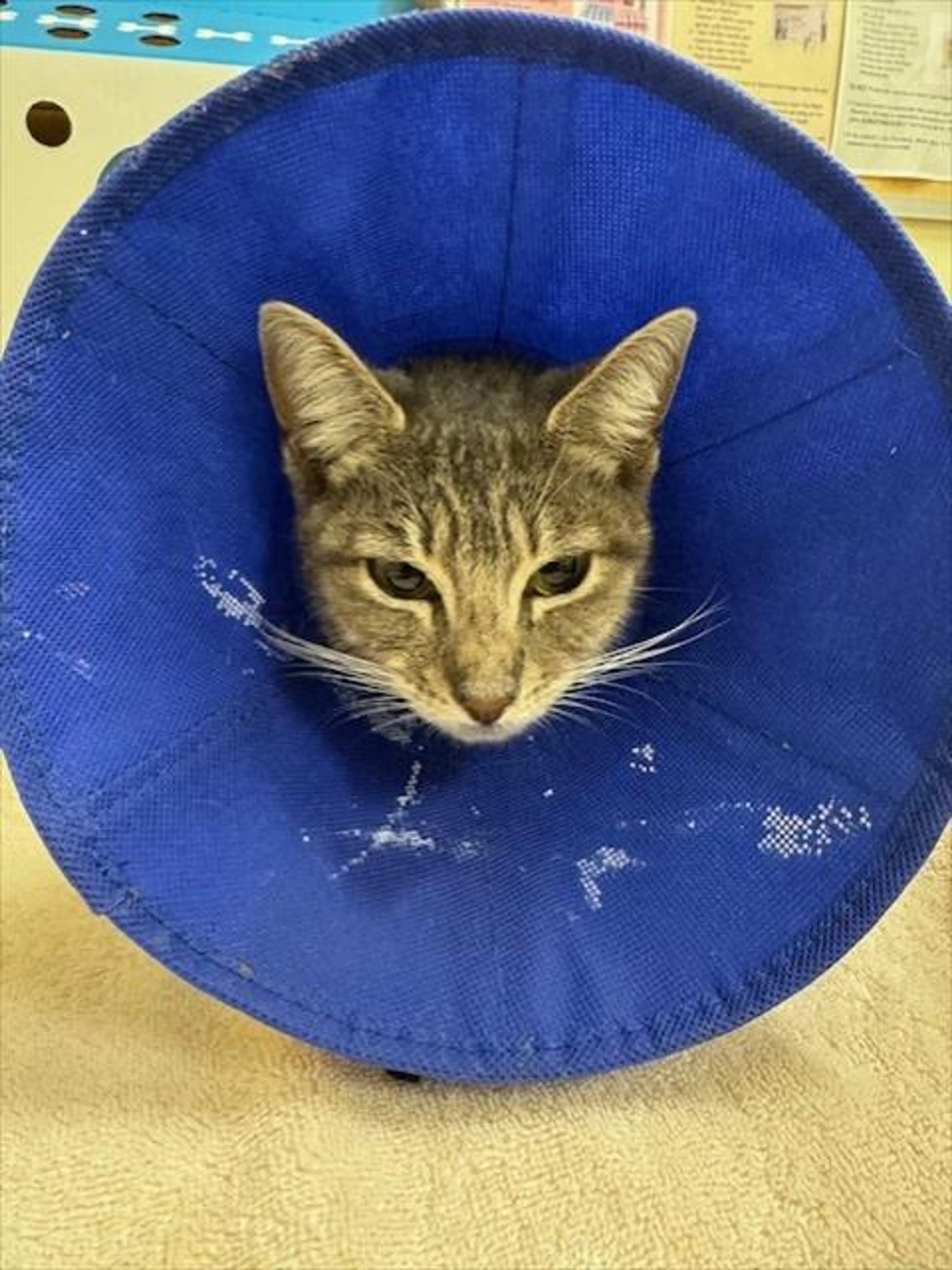 Found pet