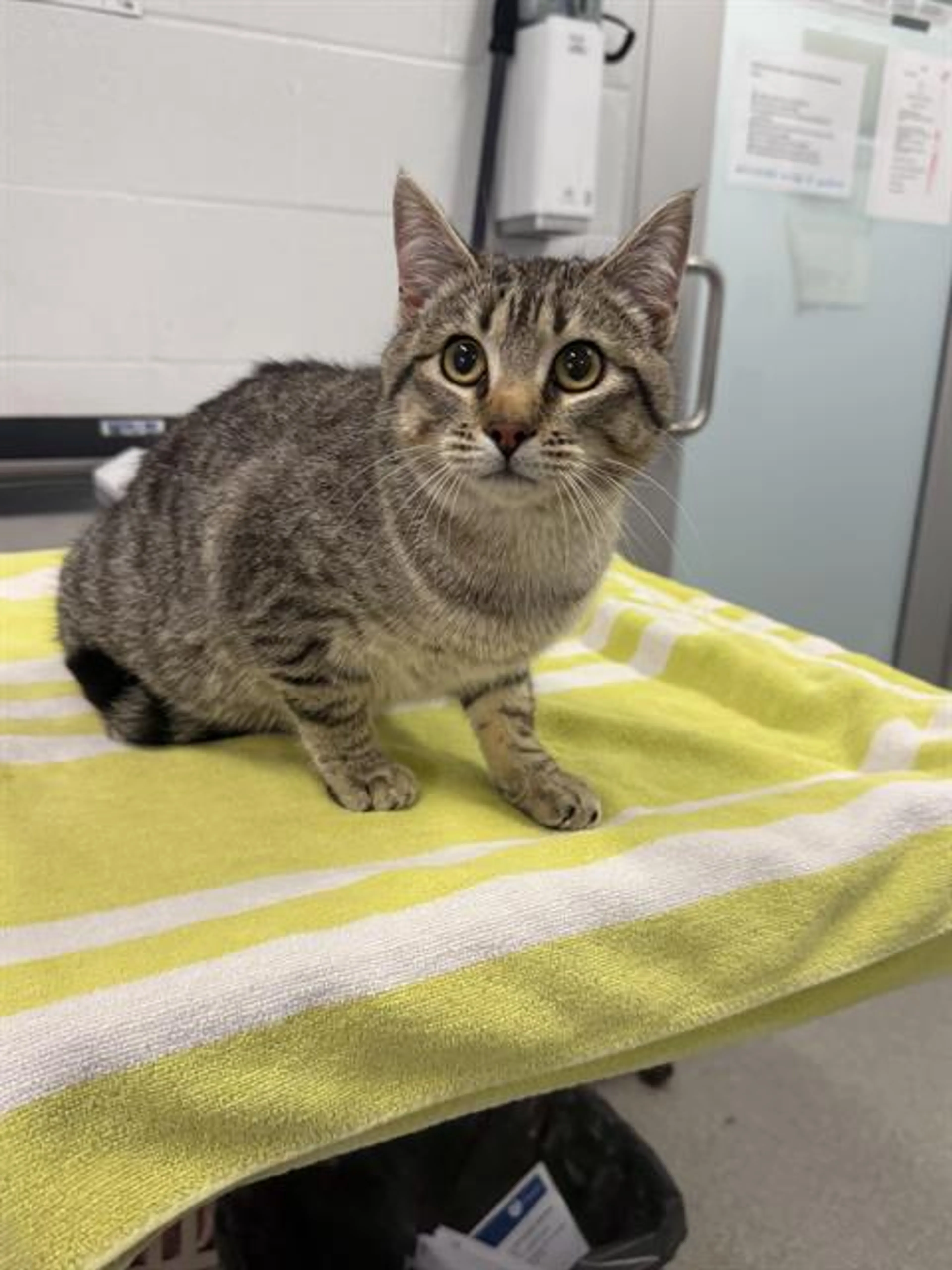 Found pet