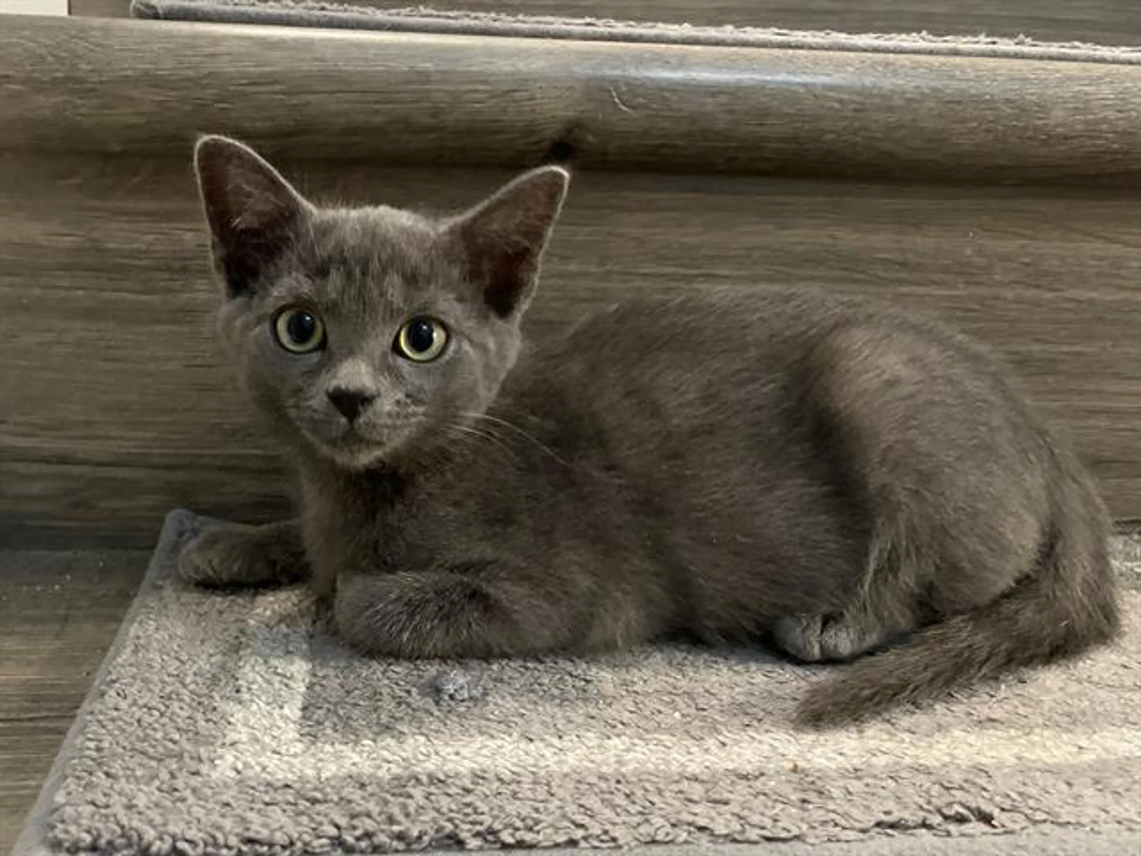 Found pet
