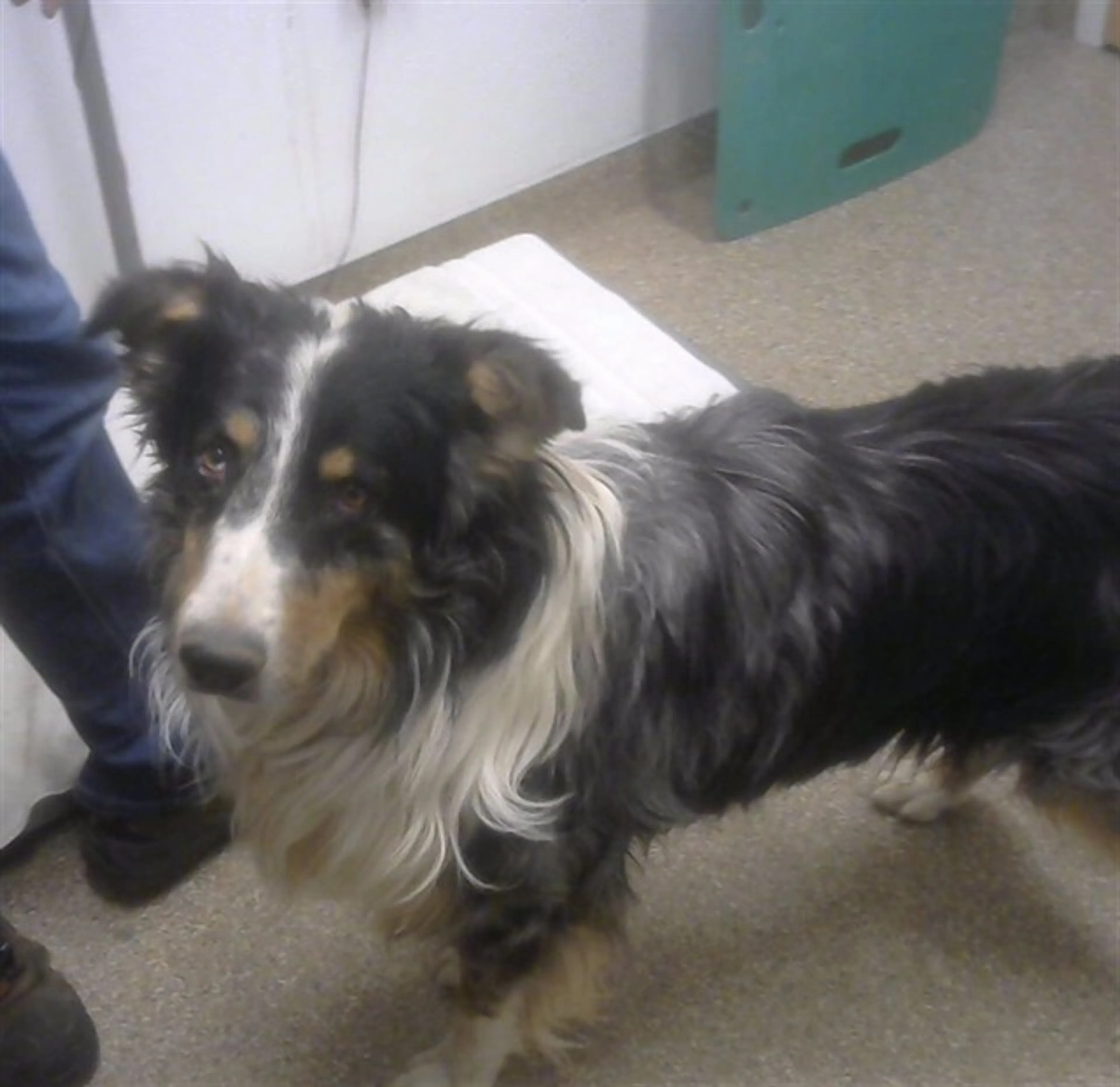 Found pet