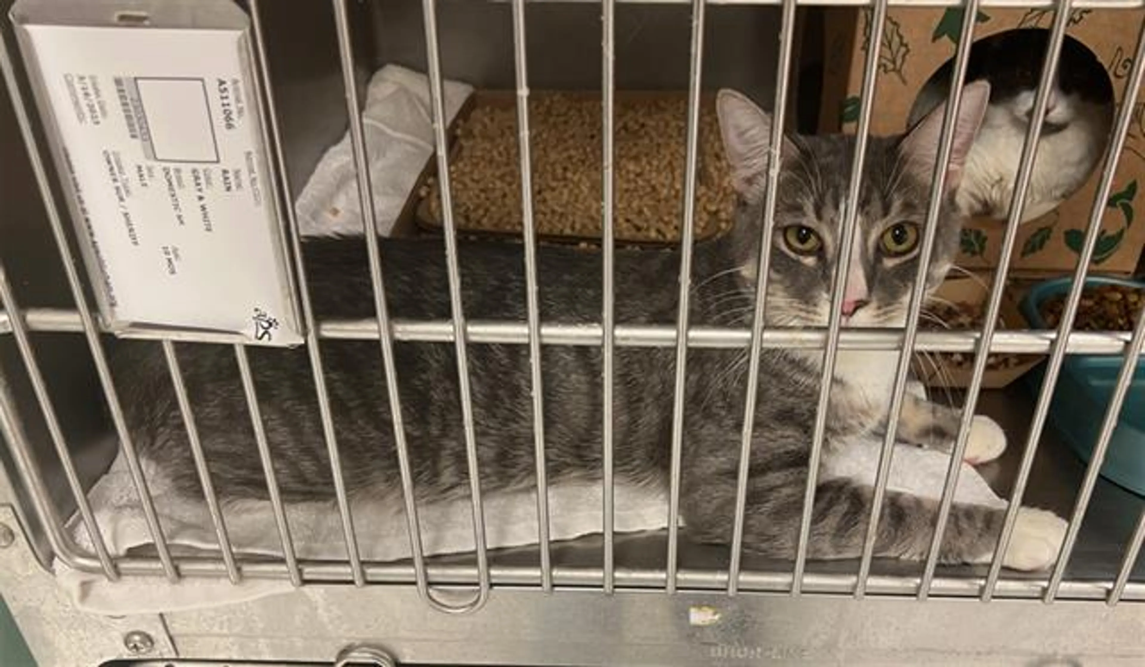 Found pet