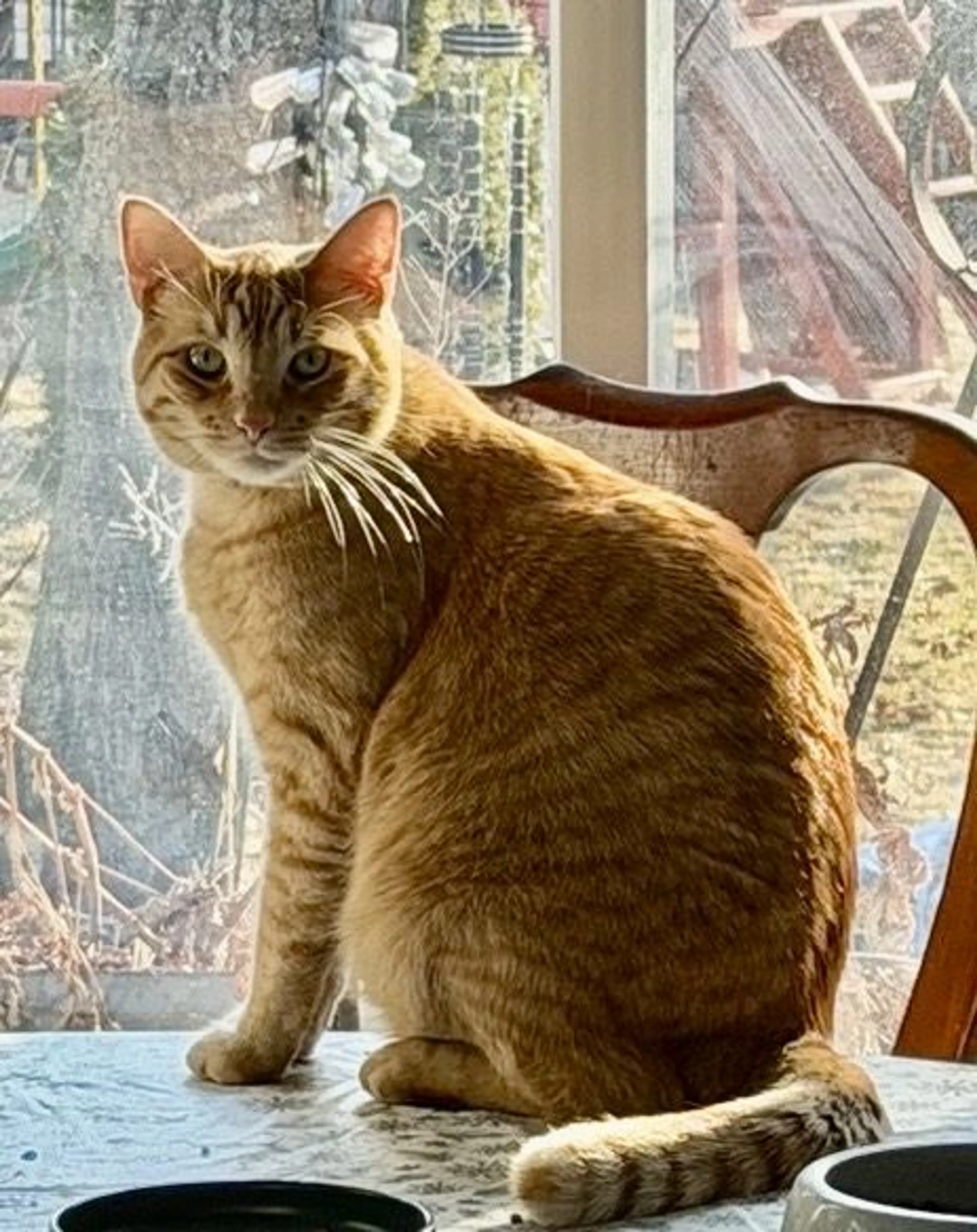 Lost pet
