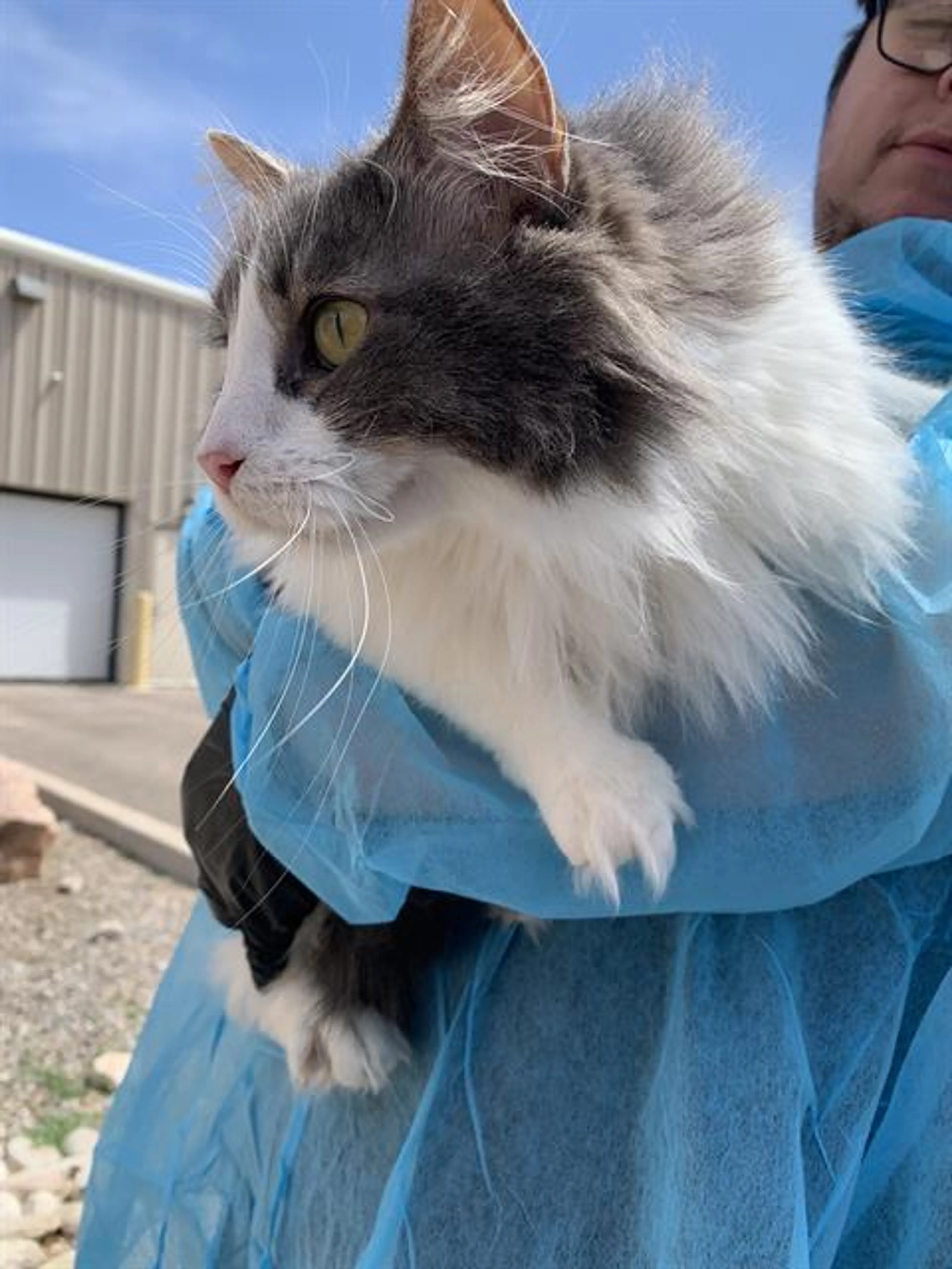 Found pet