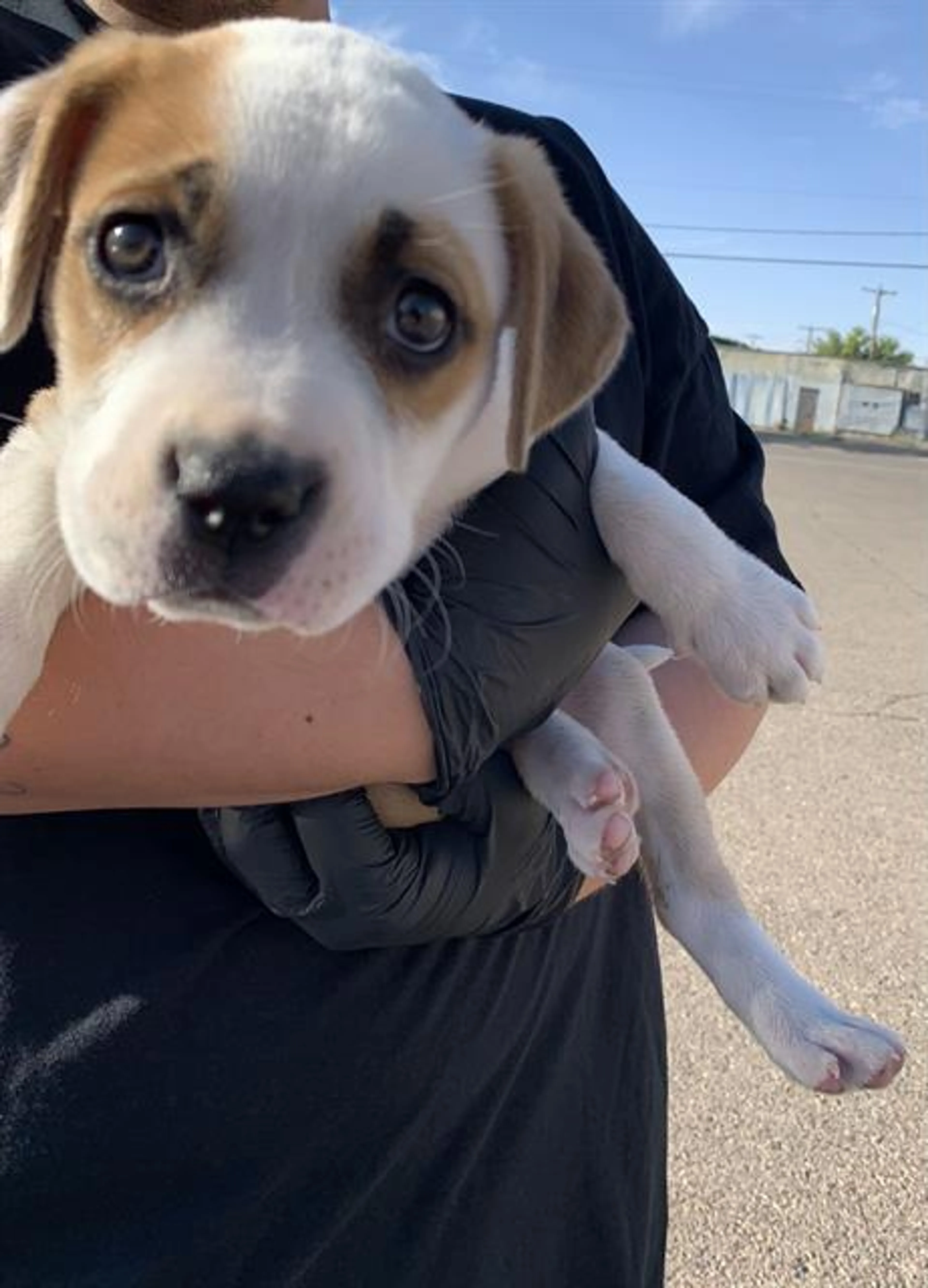 Found pet
