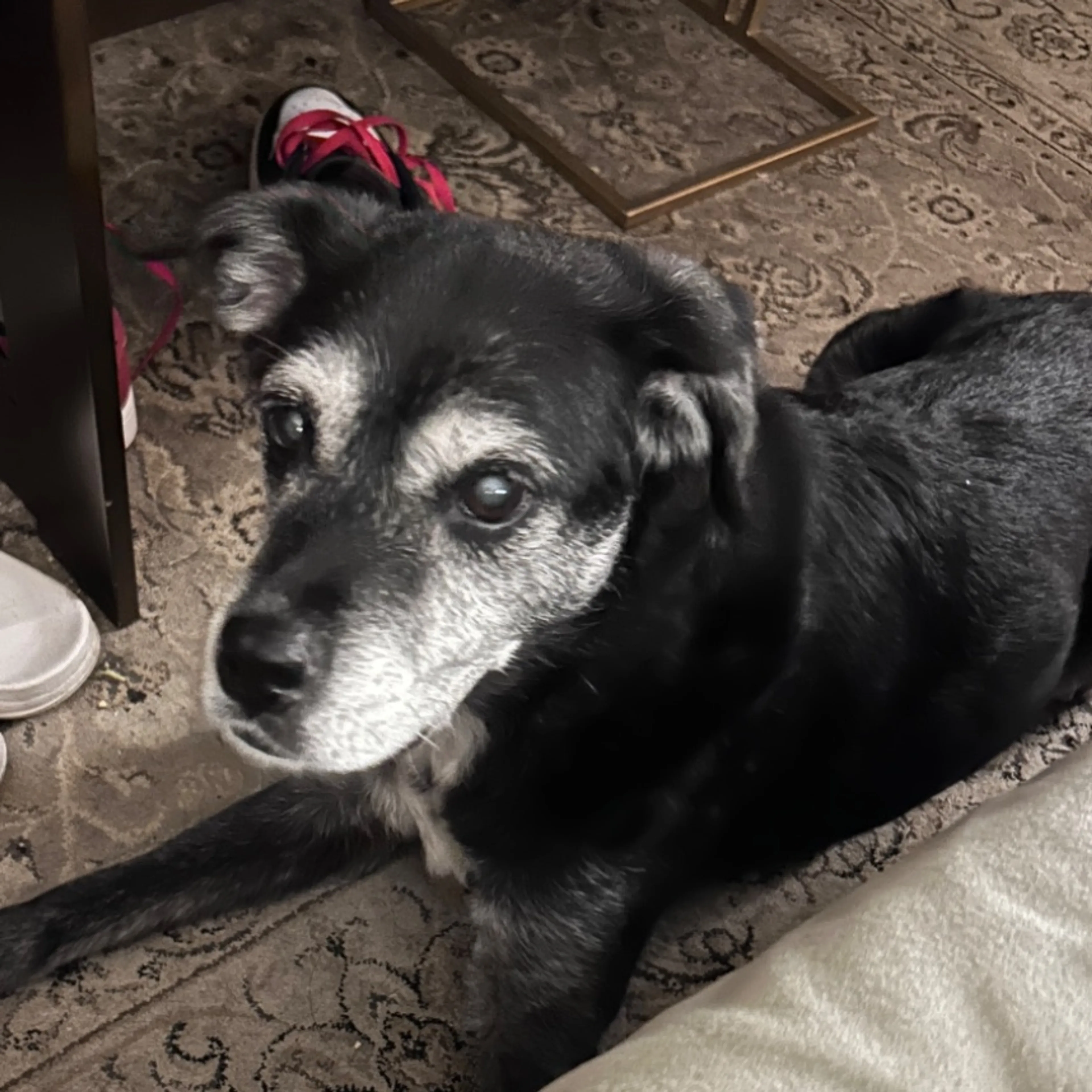 Lost pet
