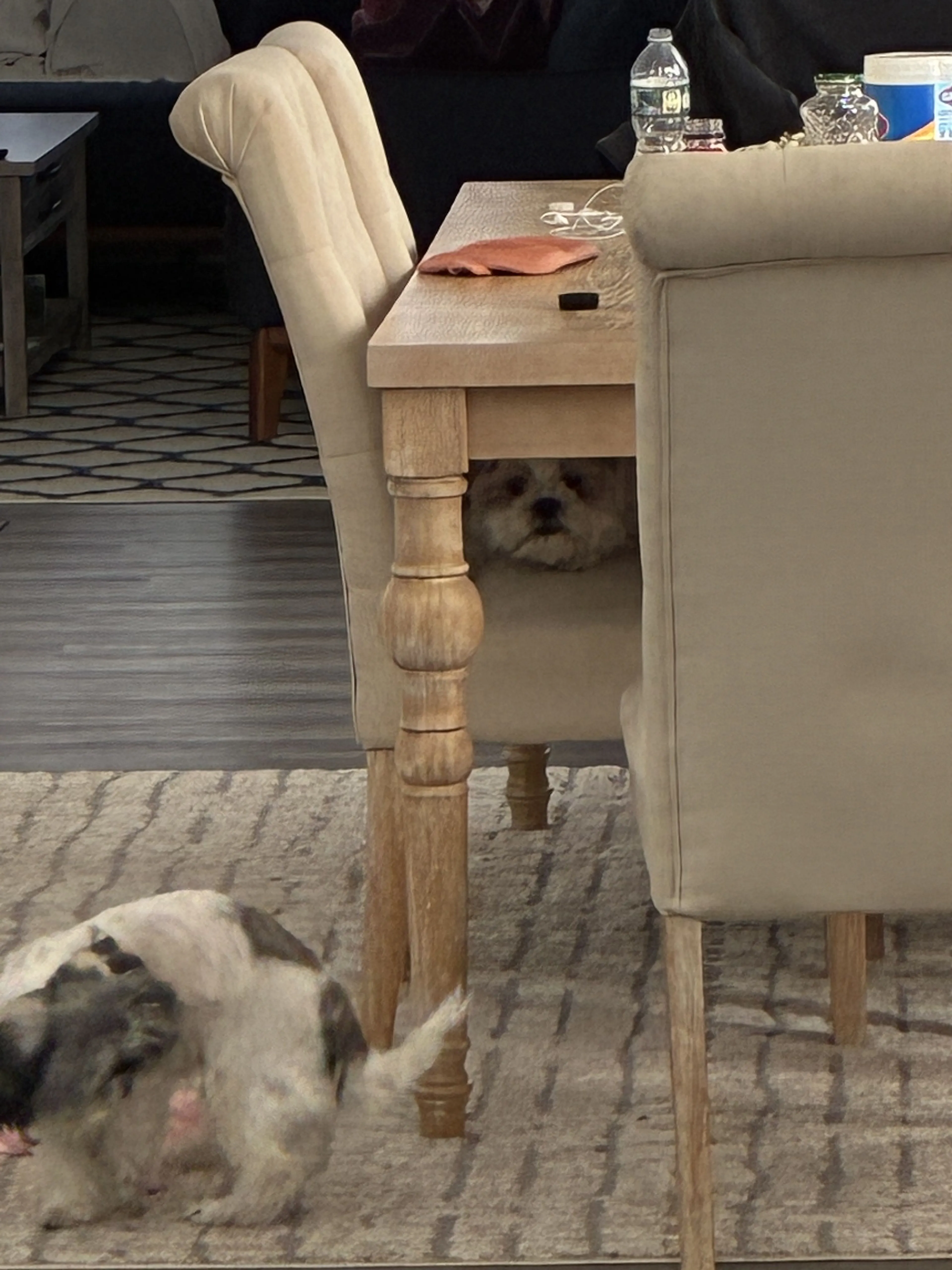 Lost pet-2