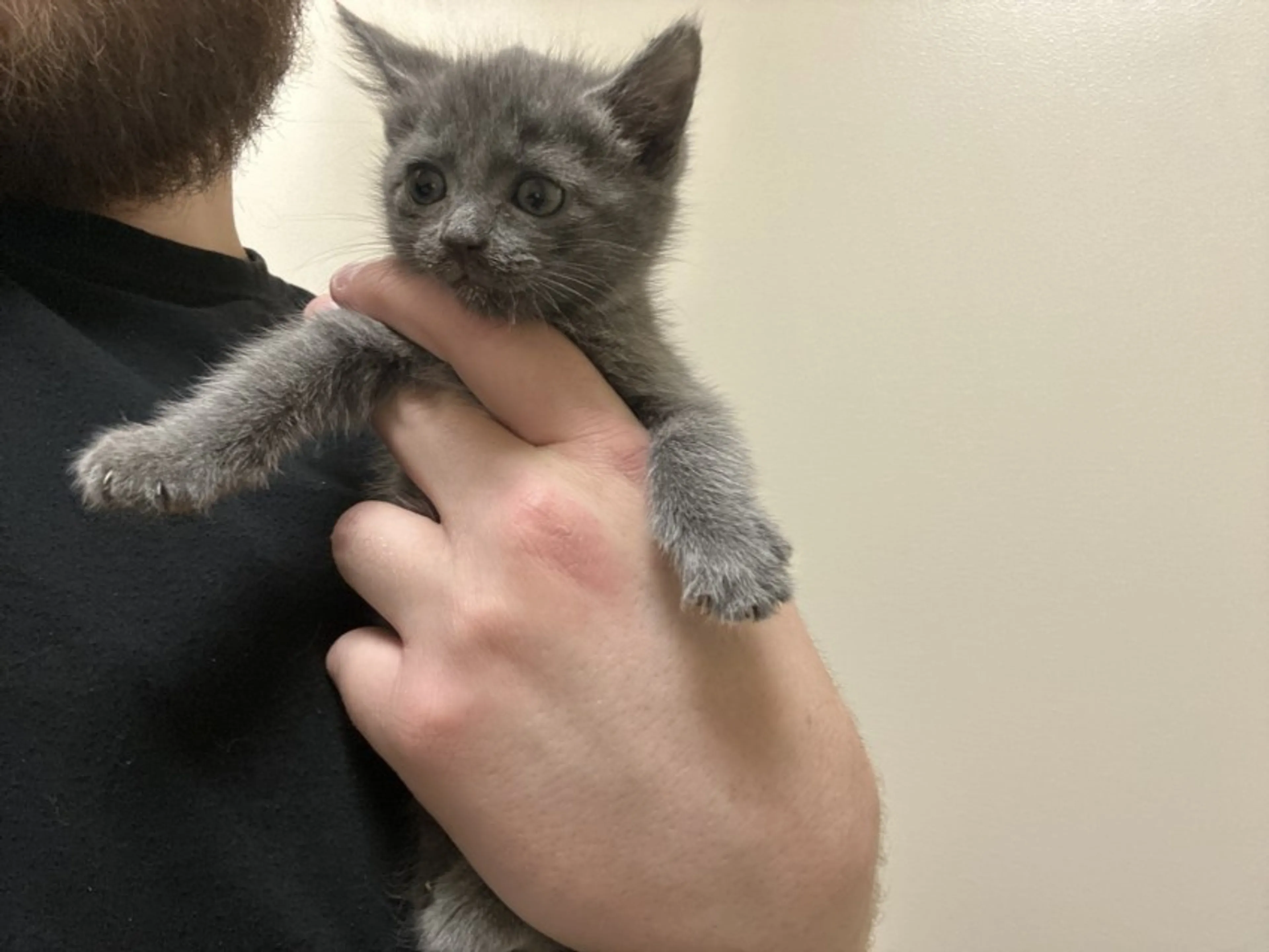 Found pet