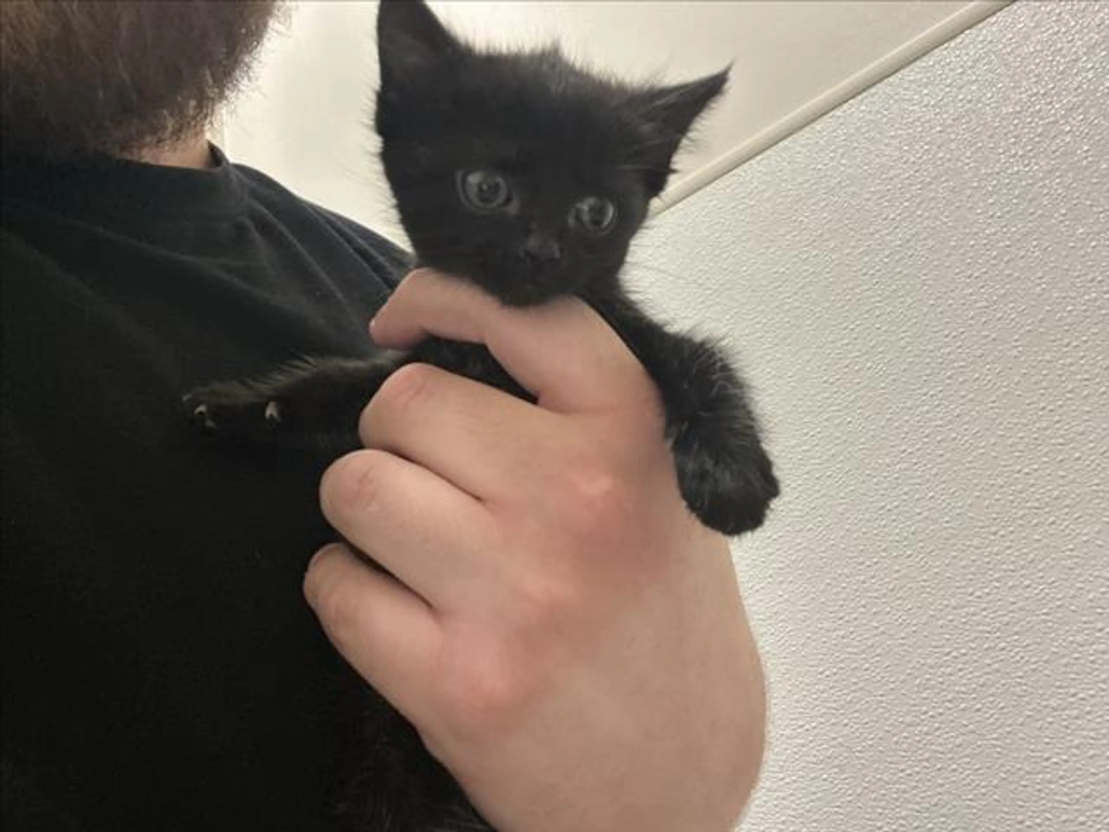Found pet
