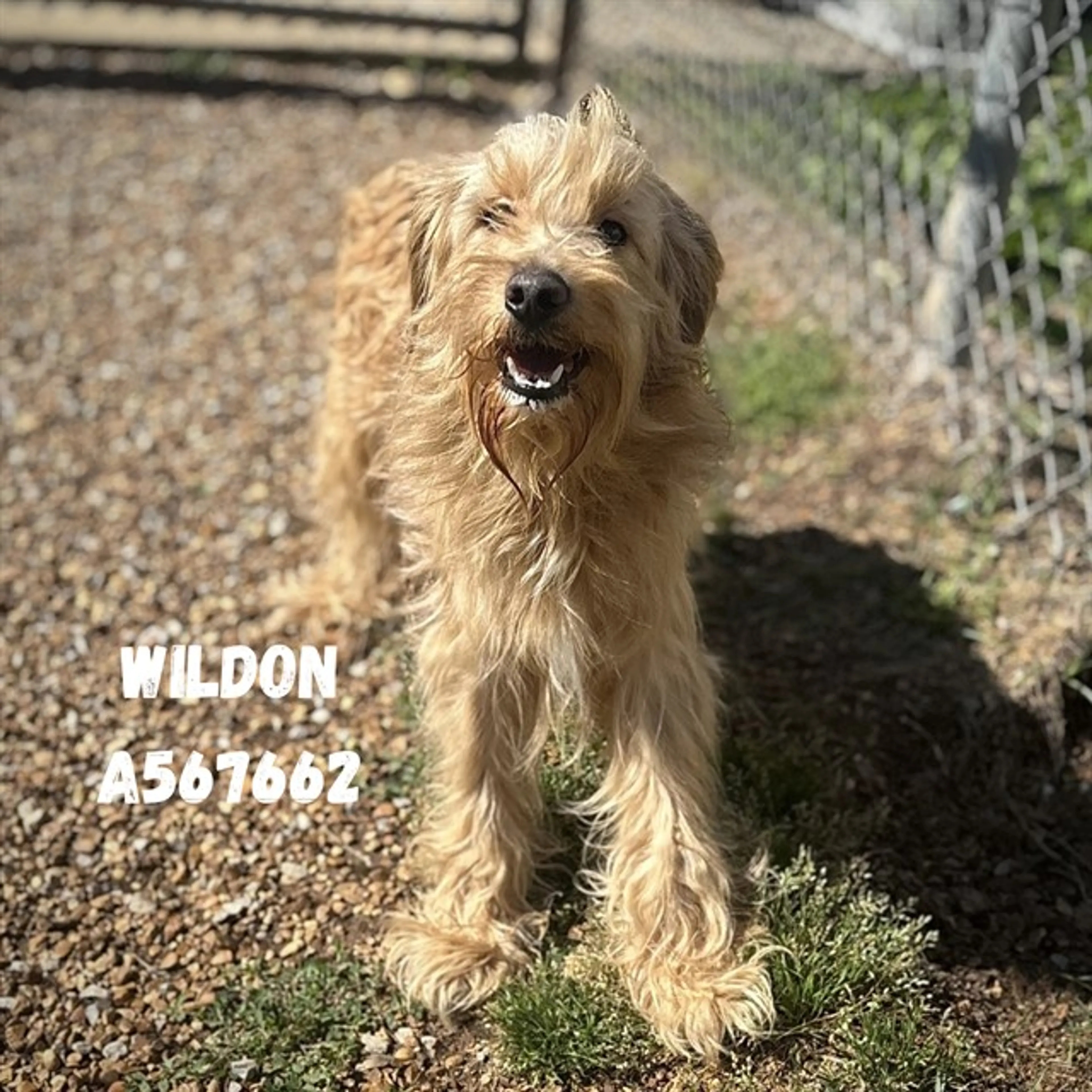 Found pet