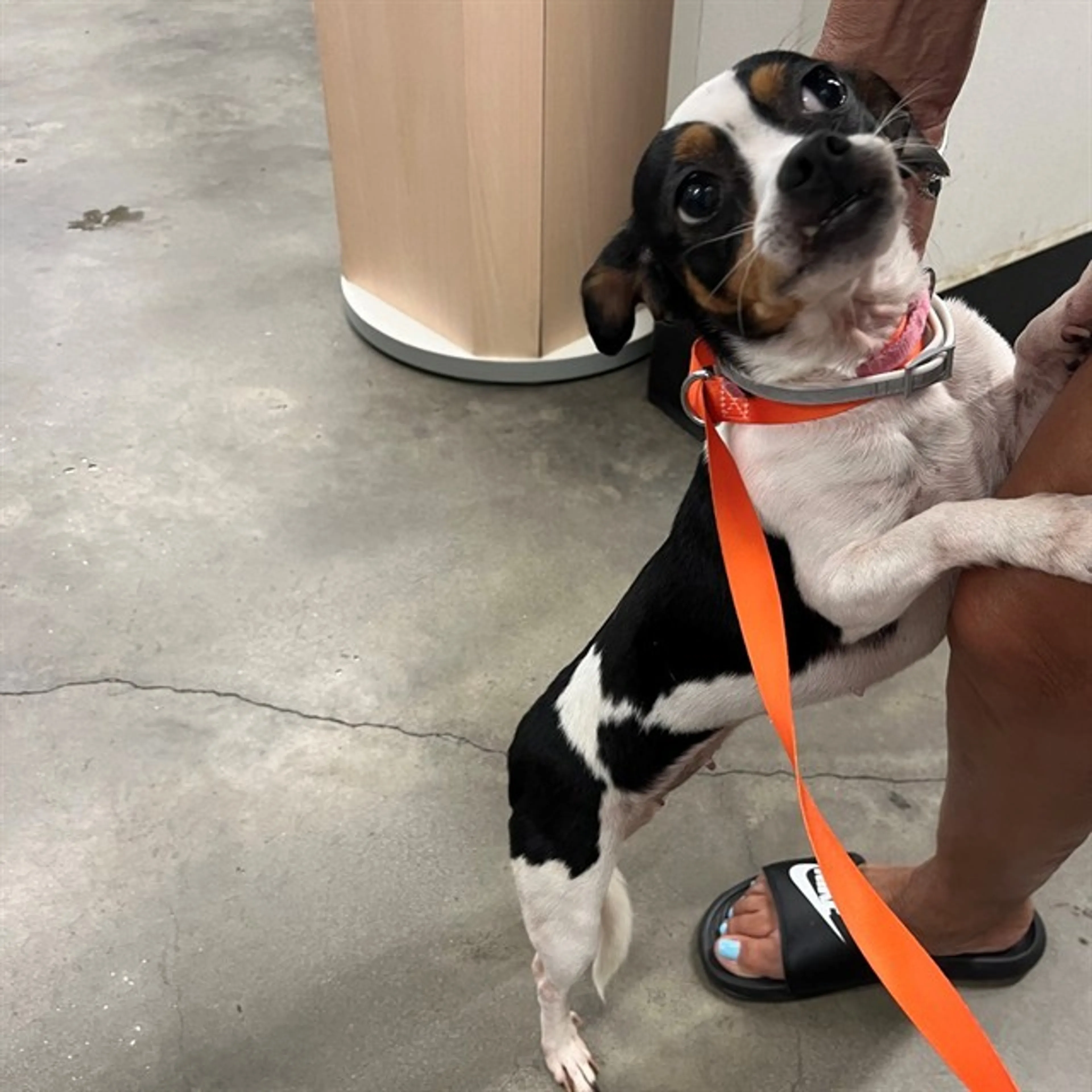 Found pet