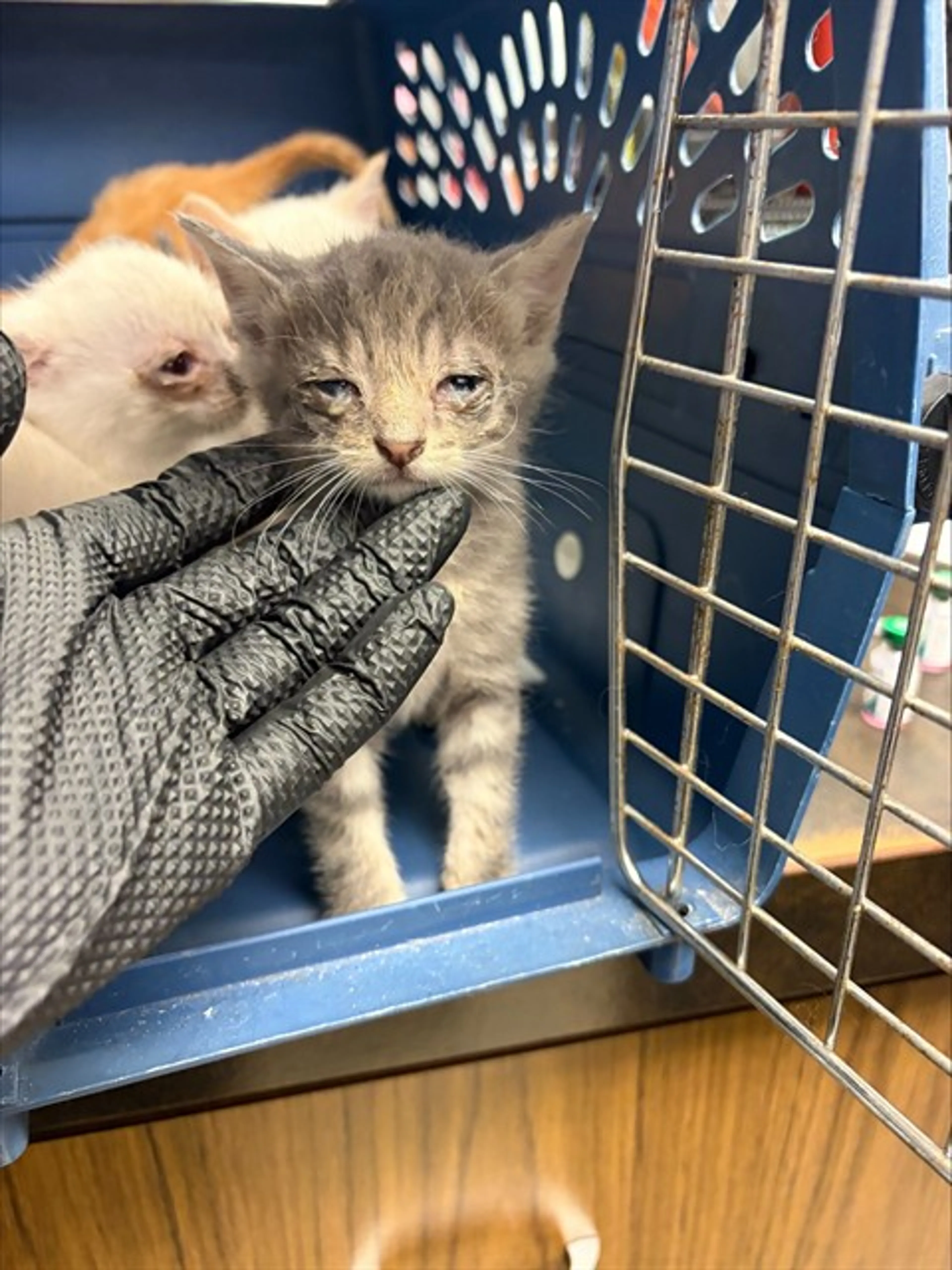 Found pet