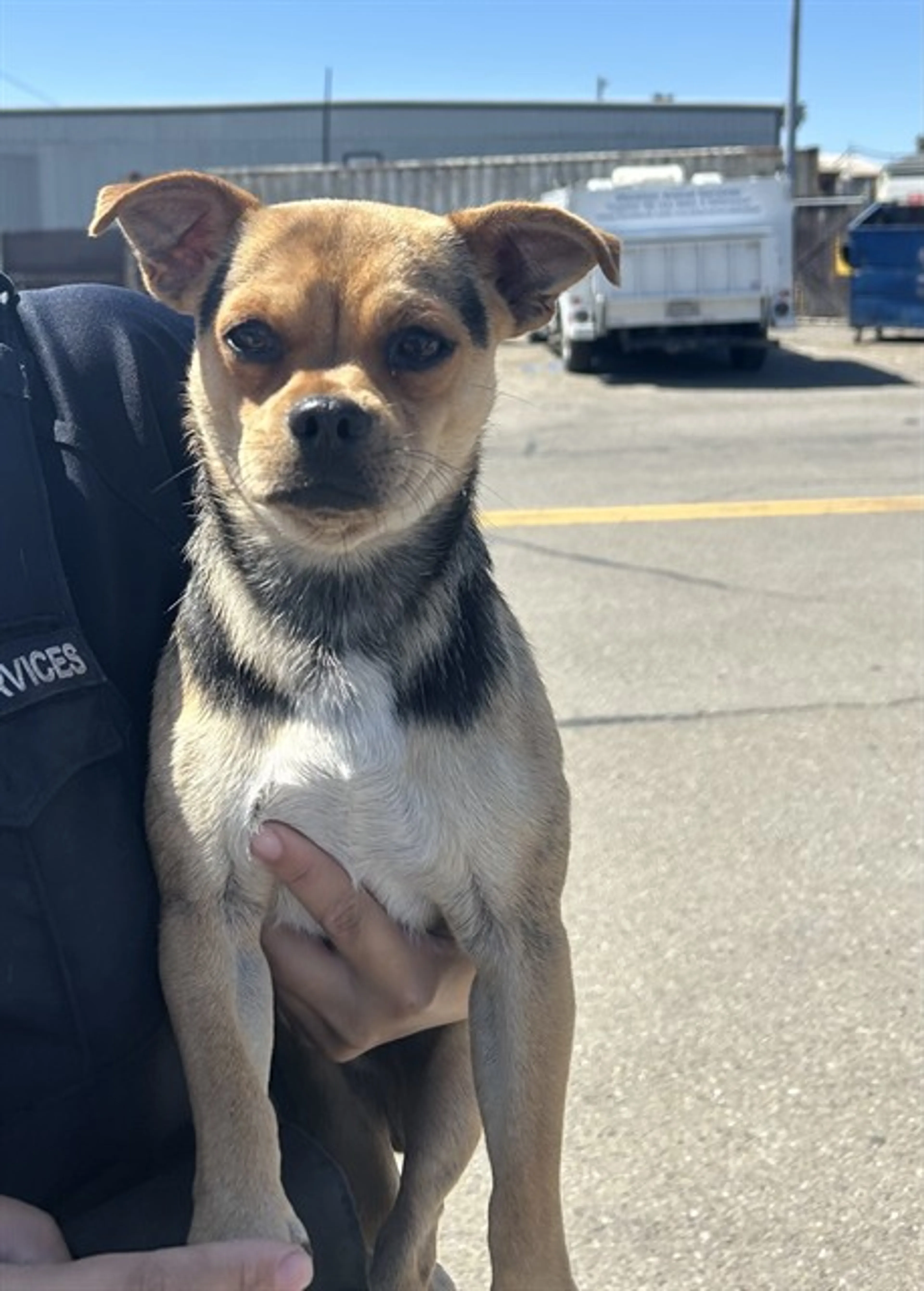 Found pet