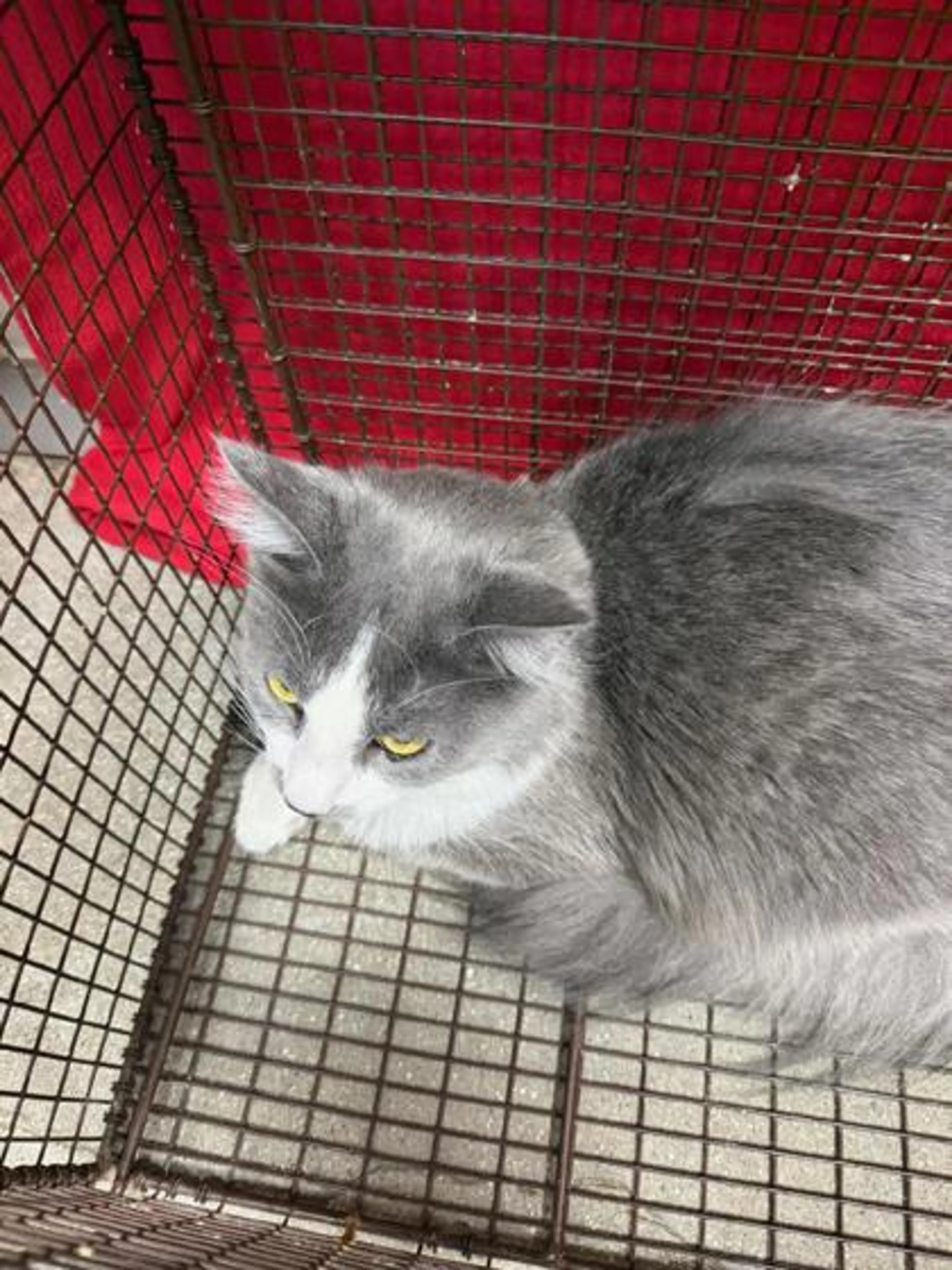 Found pet
