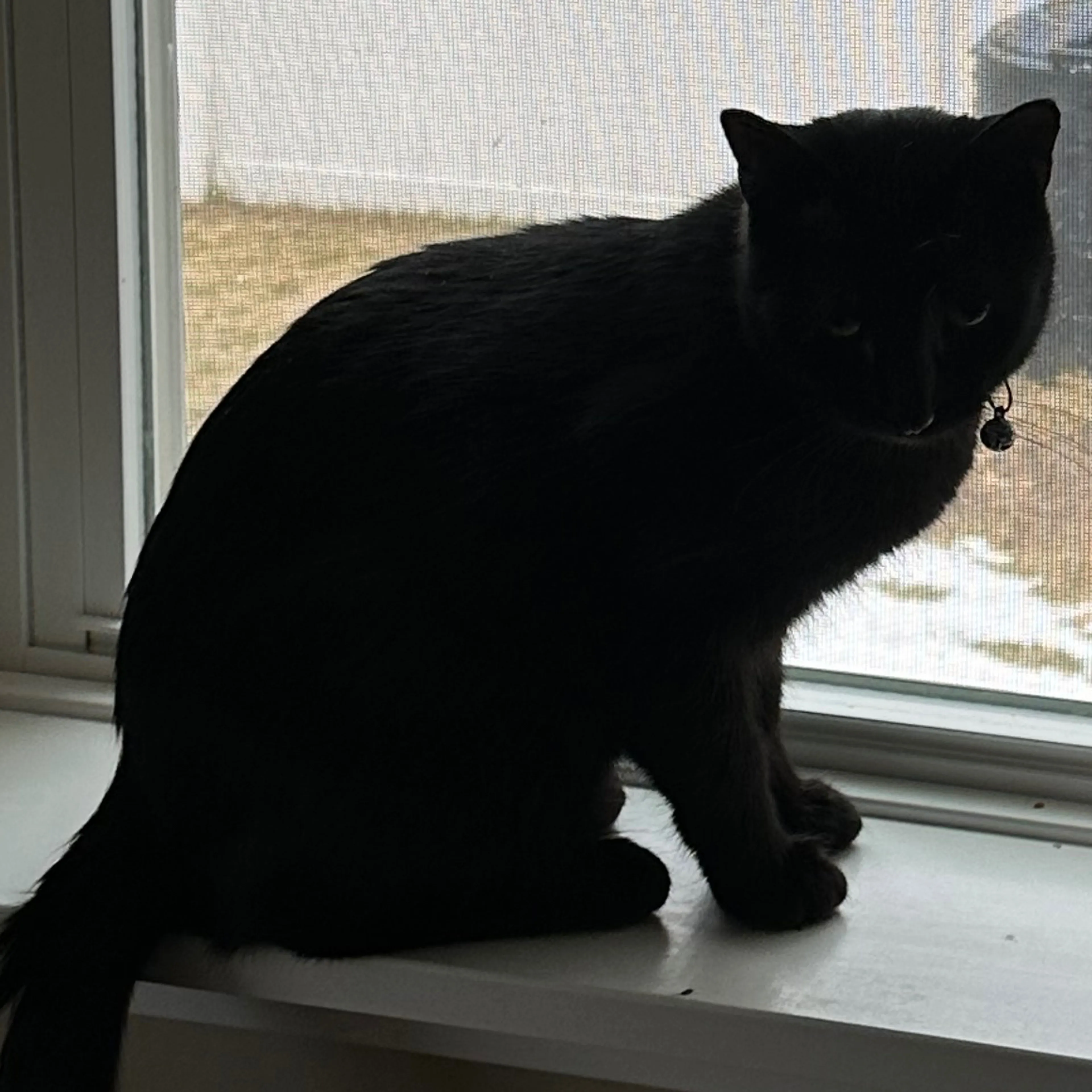 Lost pet-2
