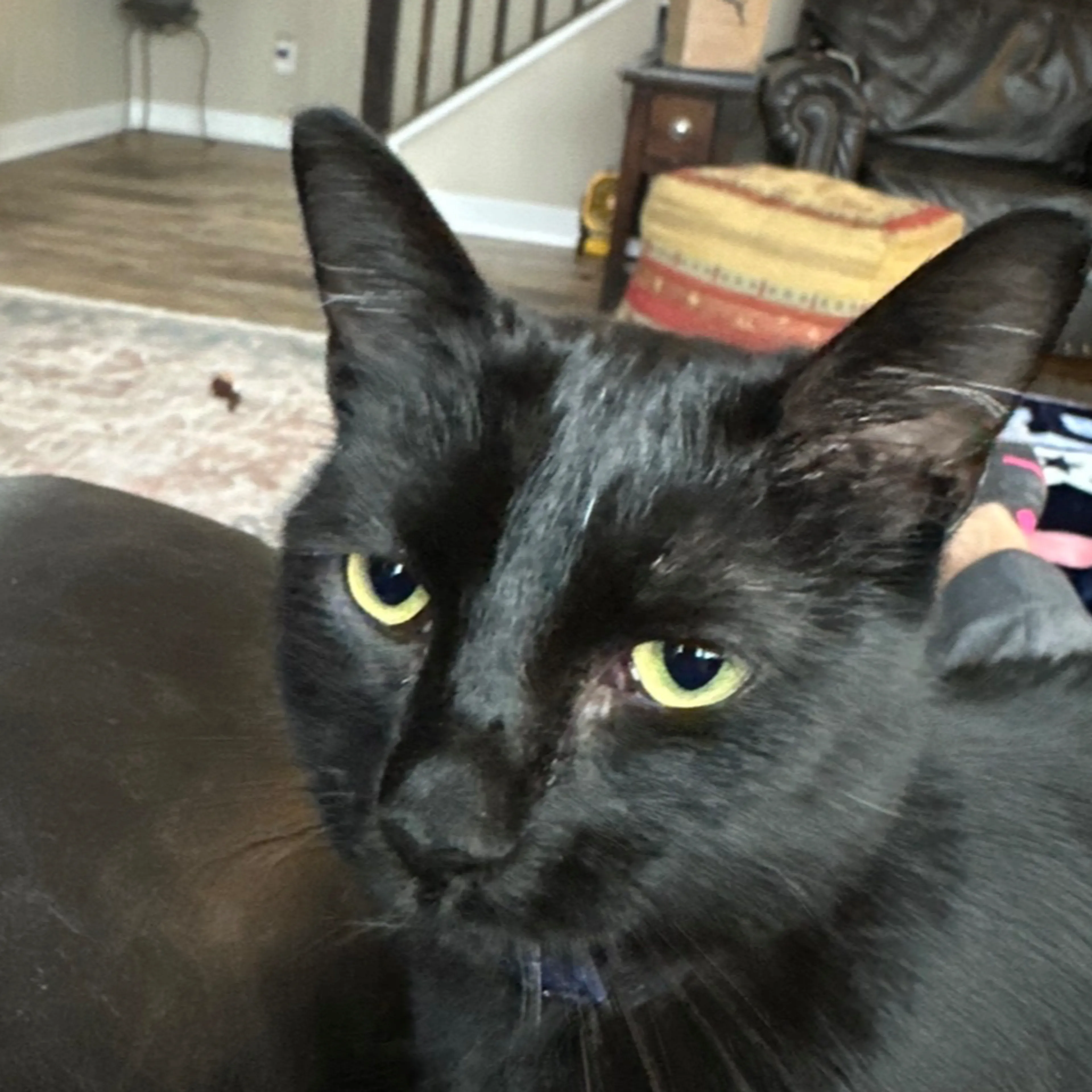 Lost pet-1