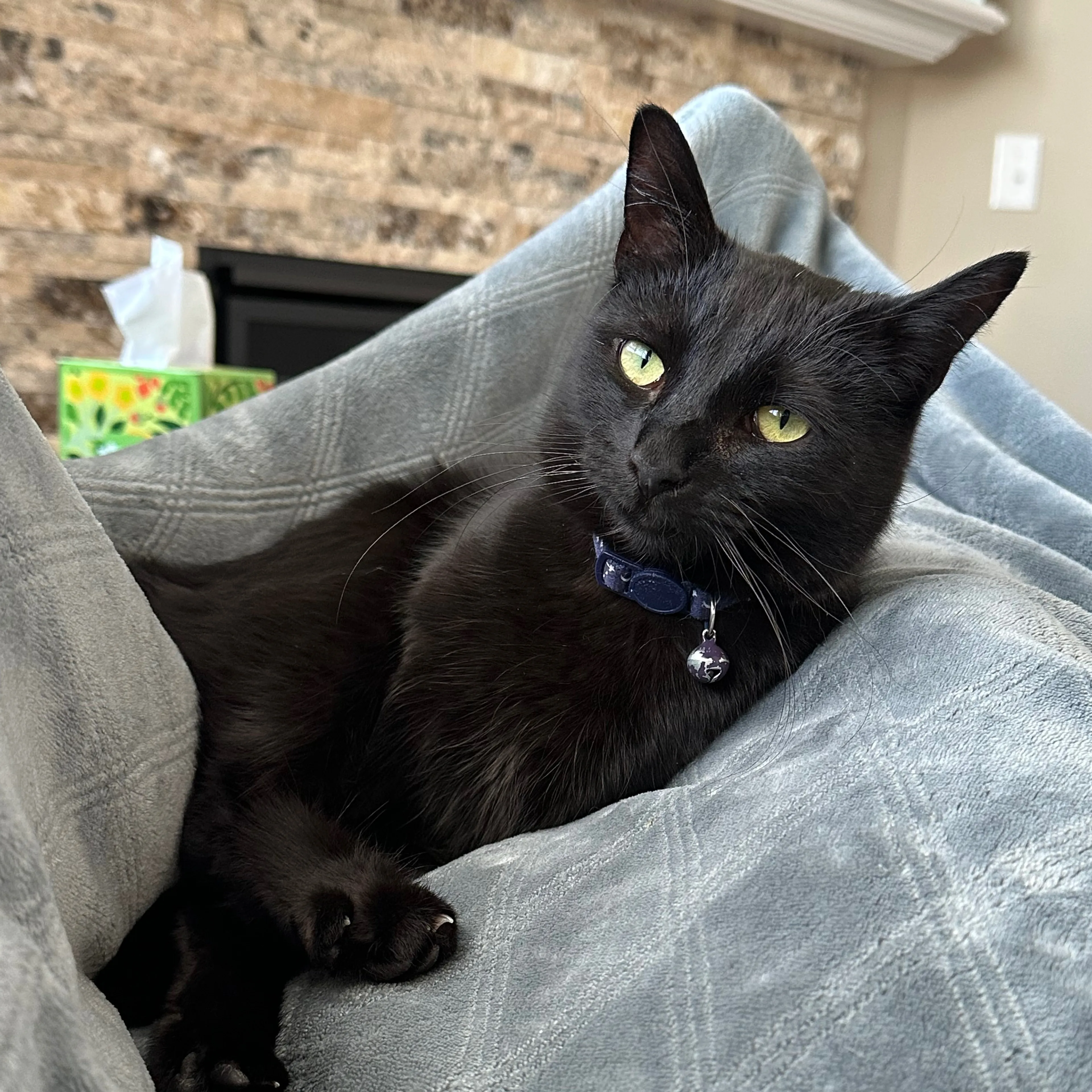 Lost pet-0