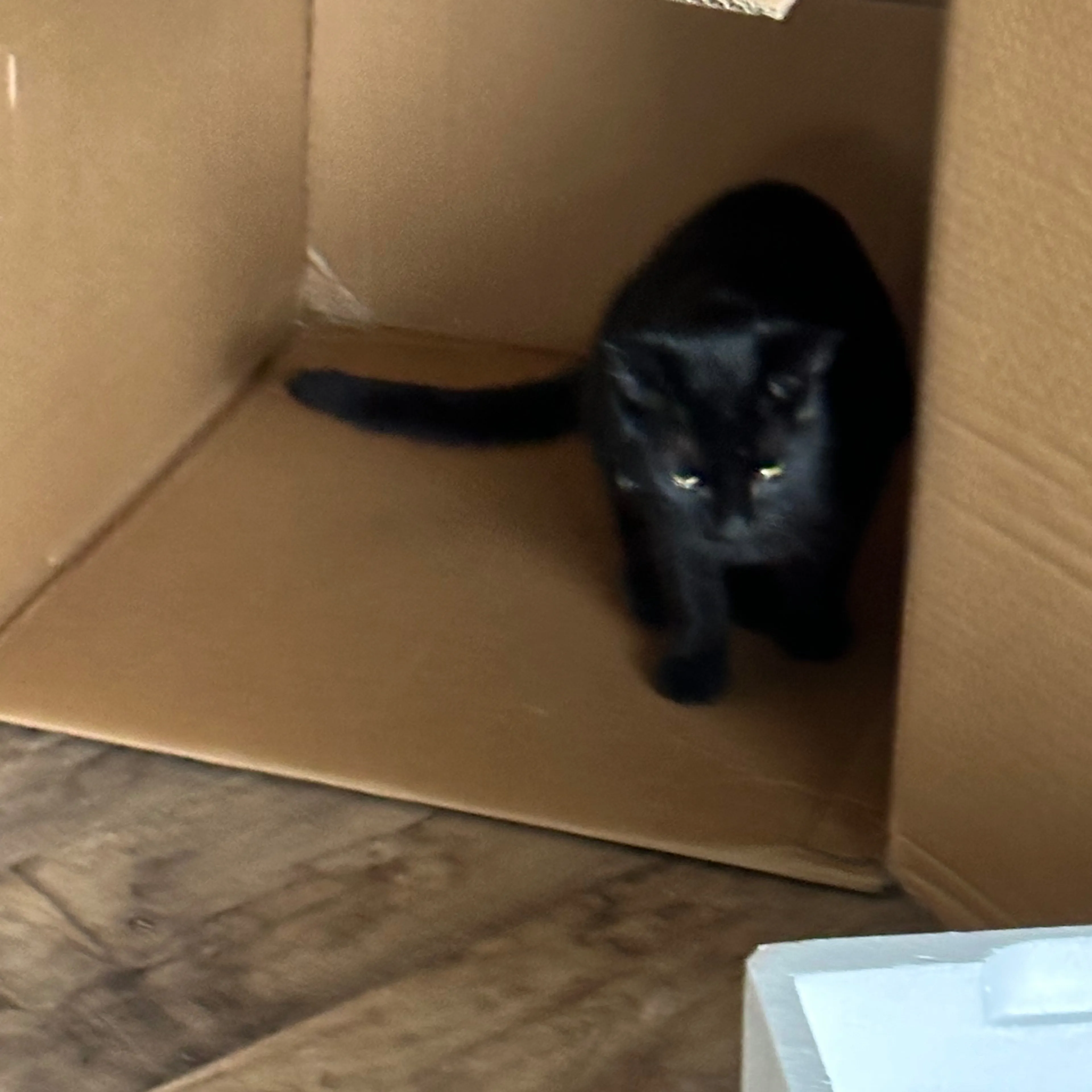 Lost pet-3