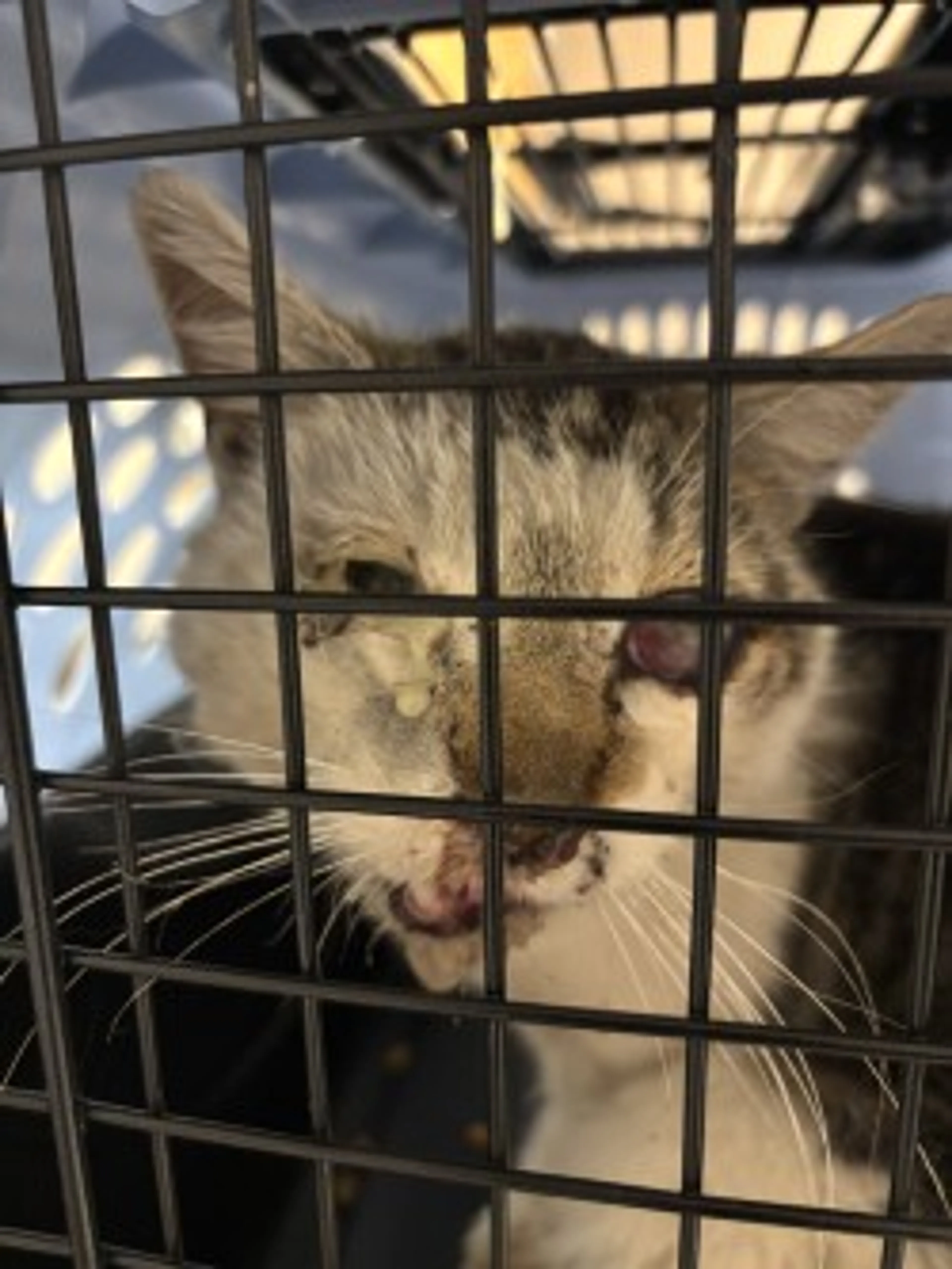 Found pet