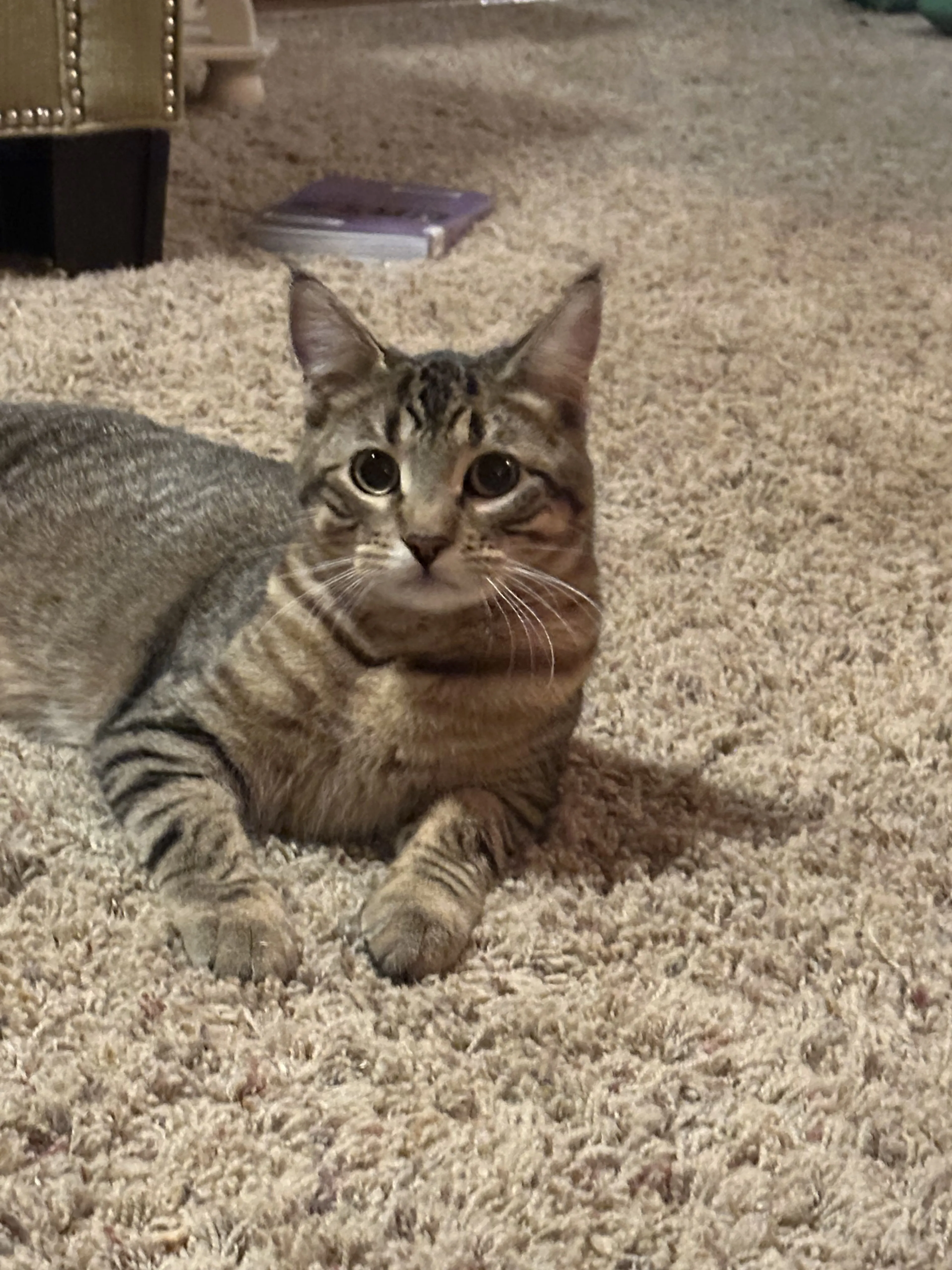 Lost pet-0