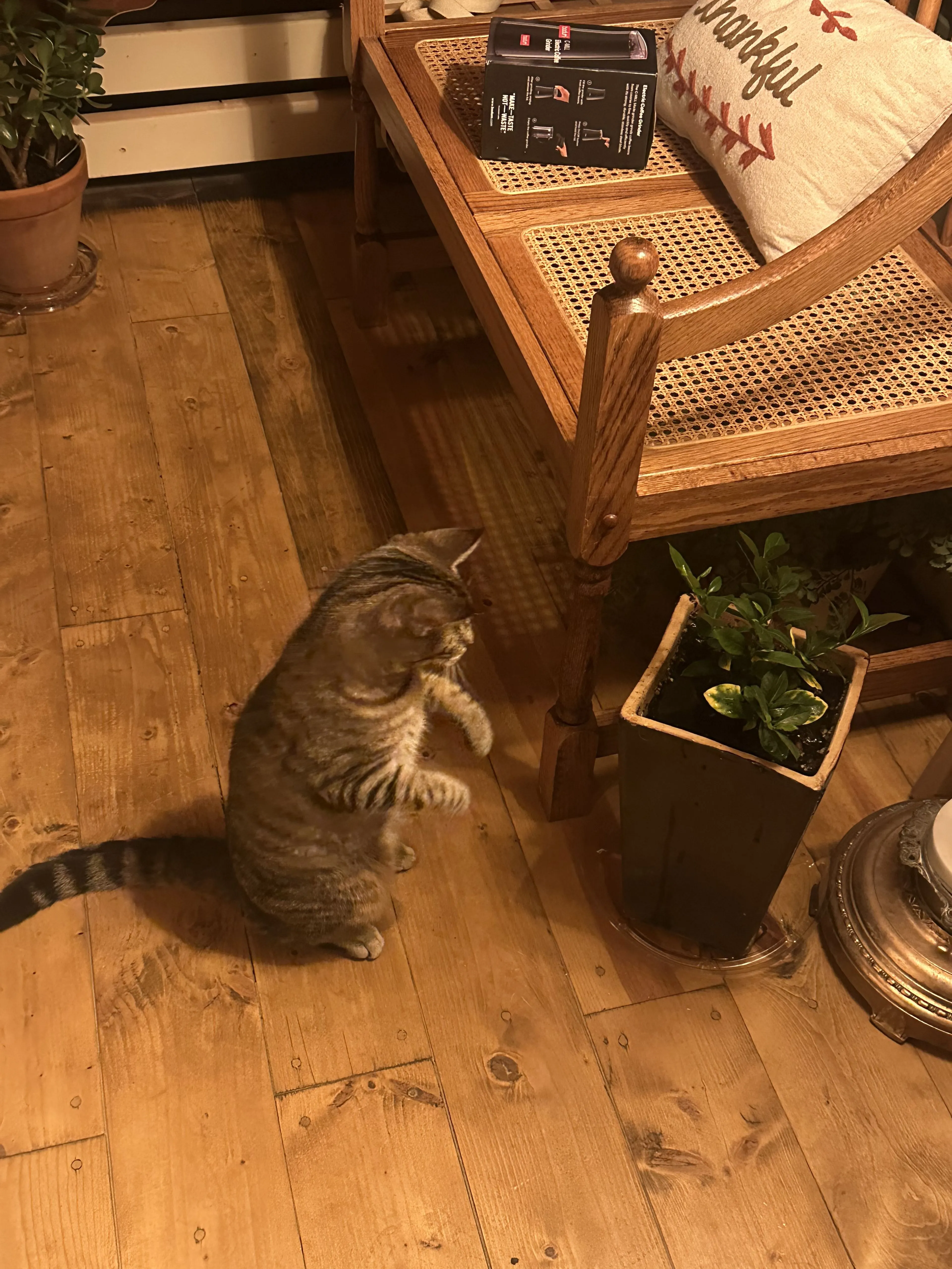 Lost pet-1