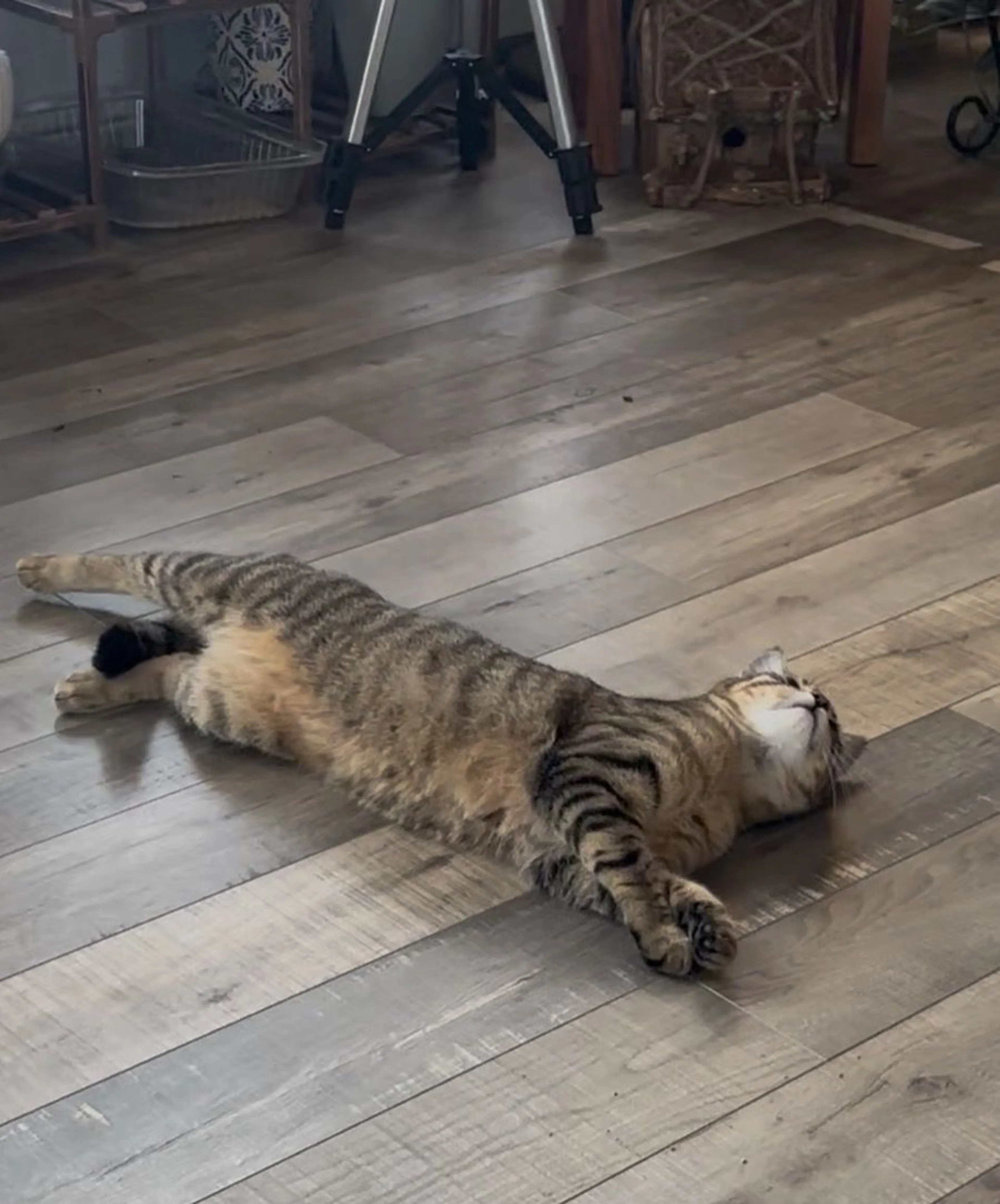 Lost pet-2
