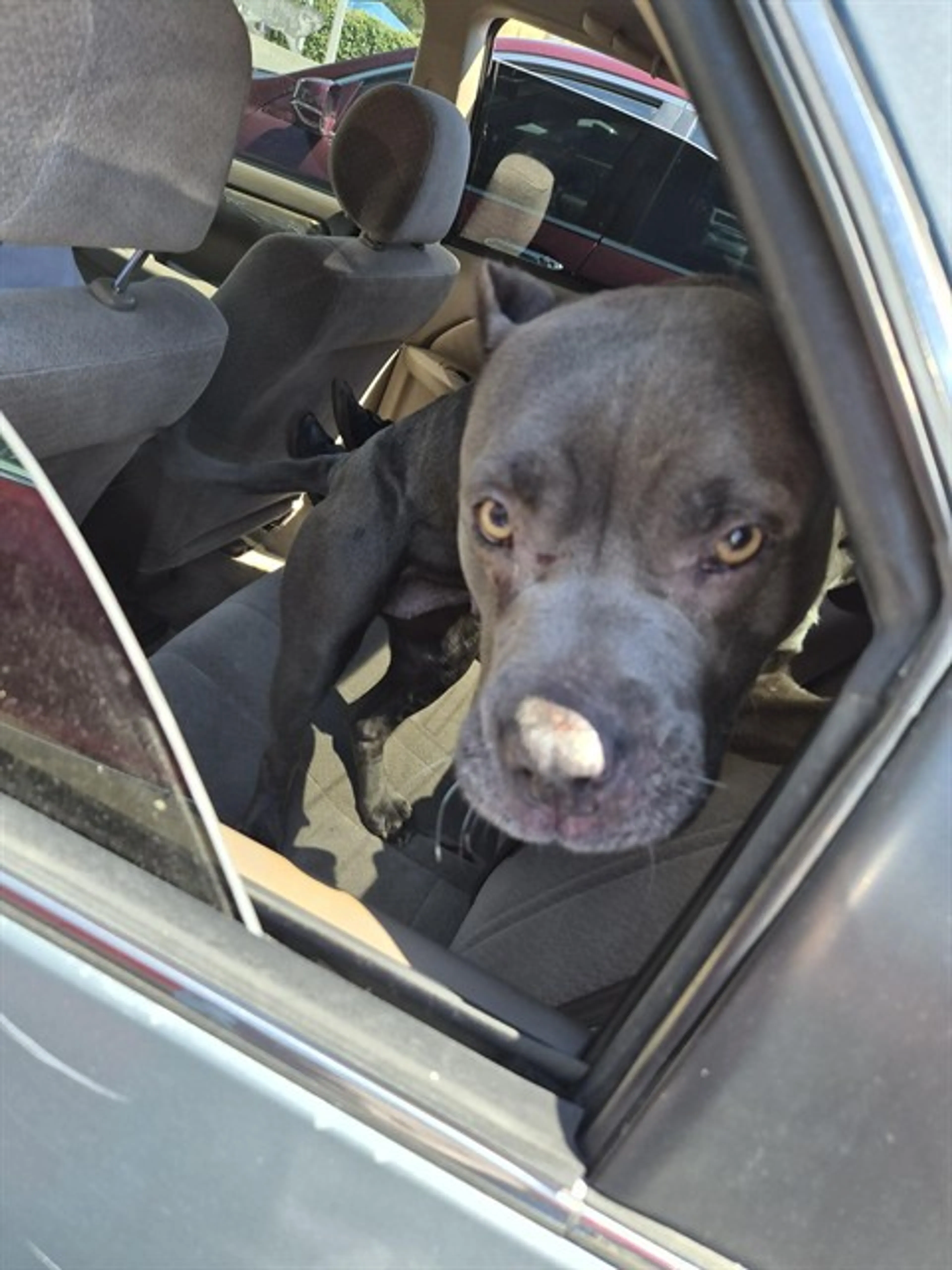 Found pet