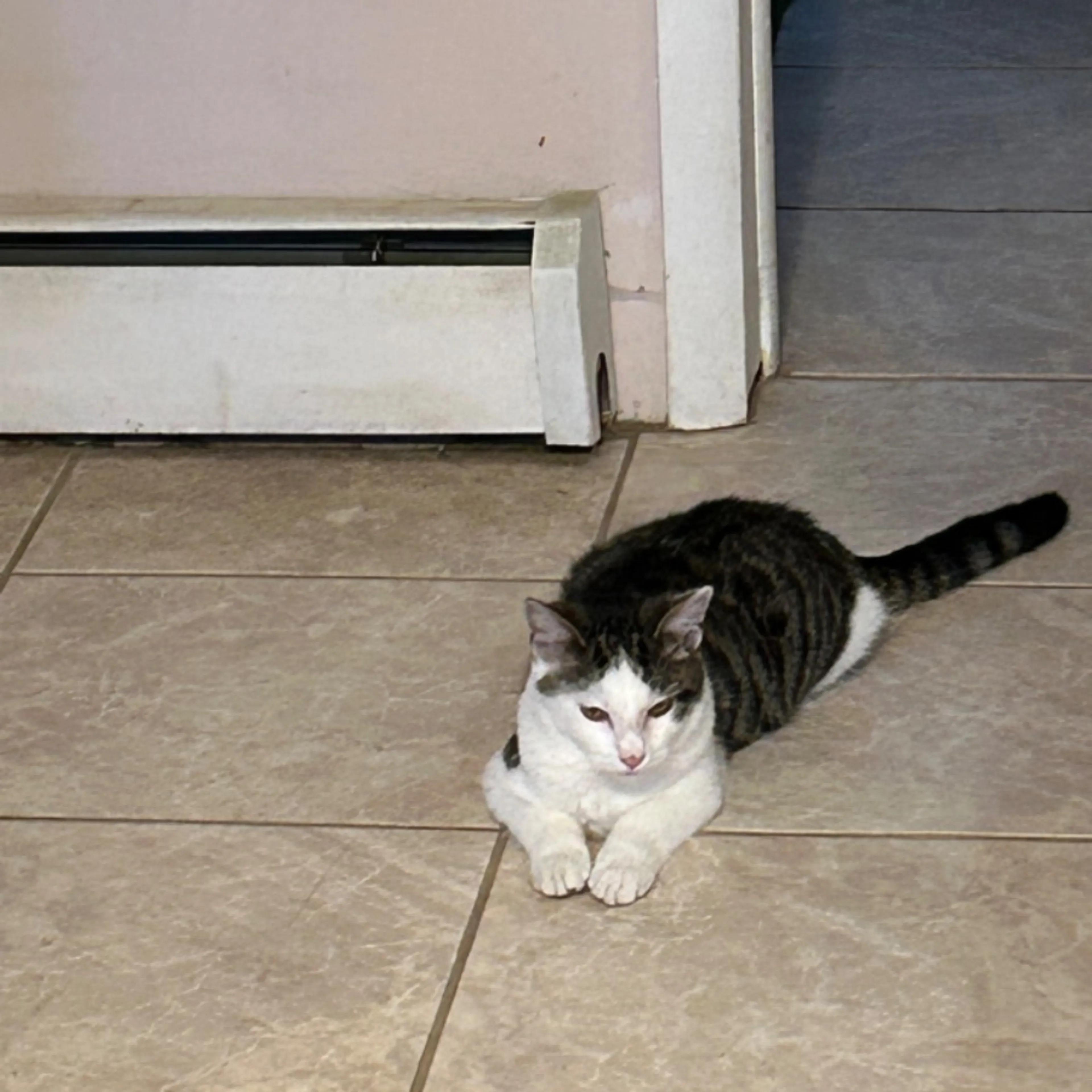 Lost pet