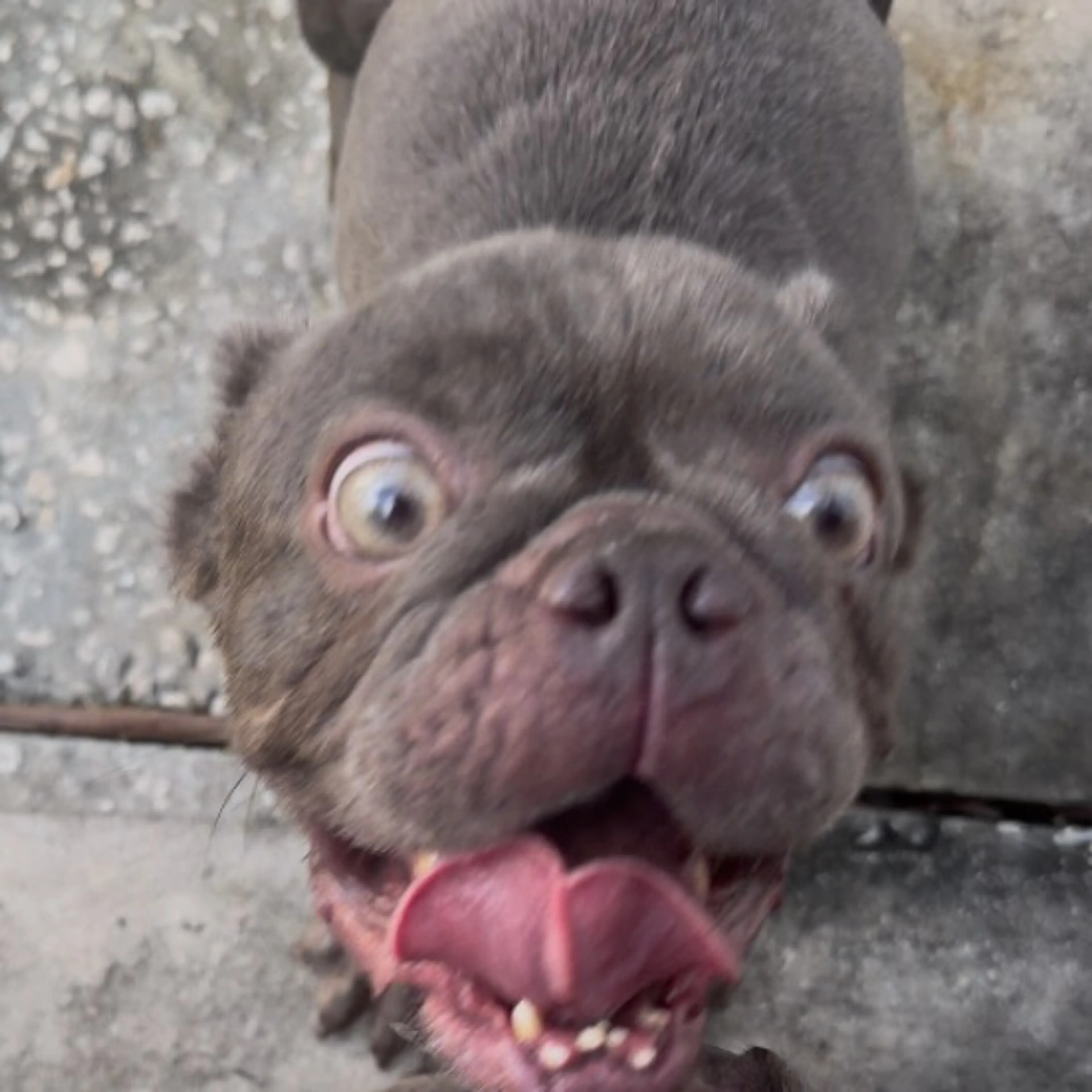Found pet