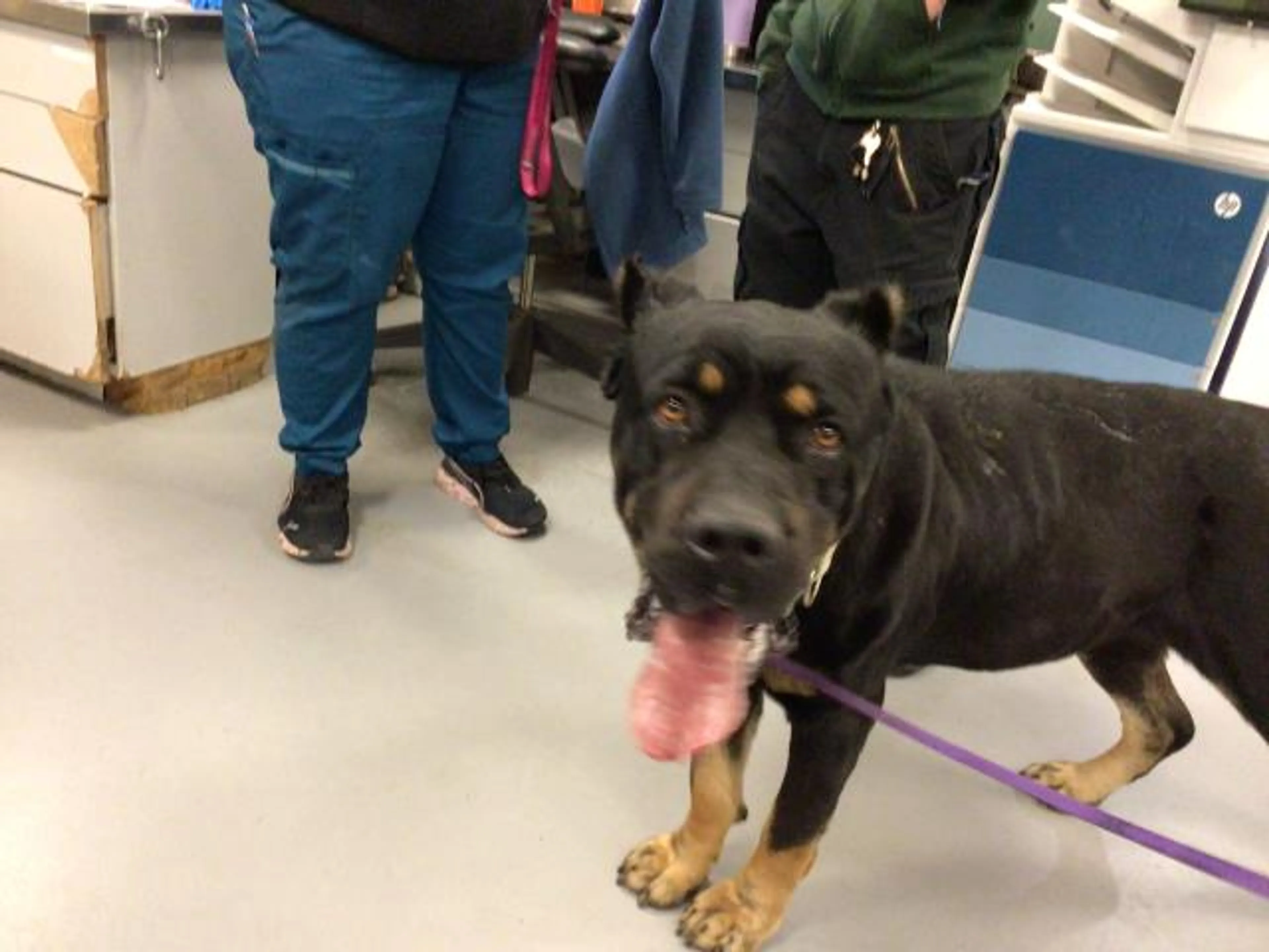 Found pet