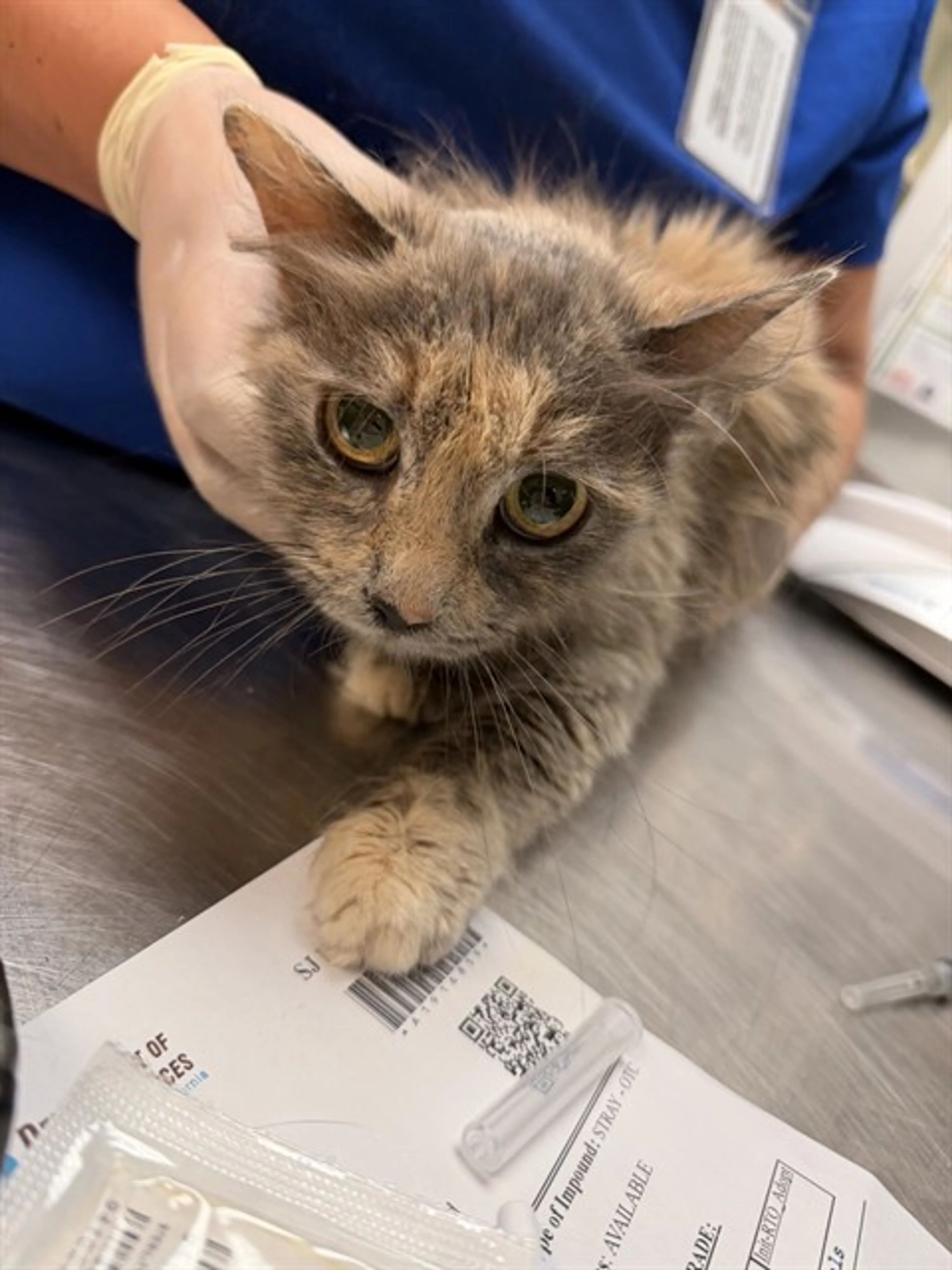 Found pet