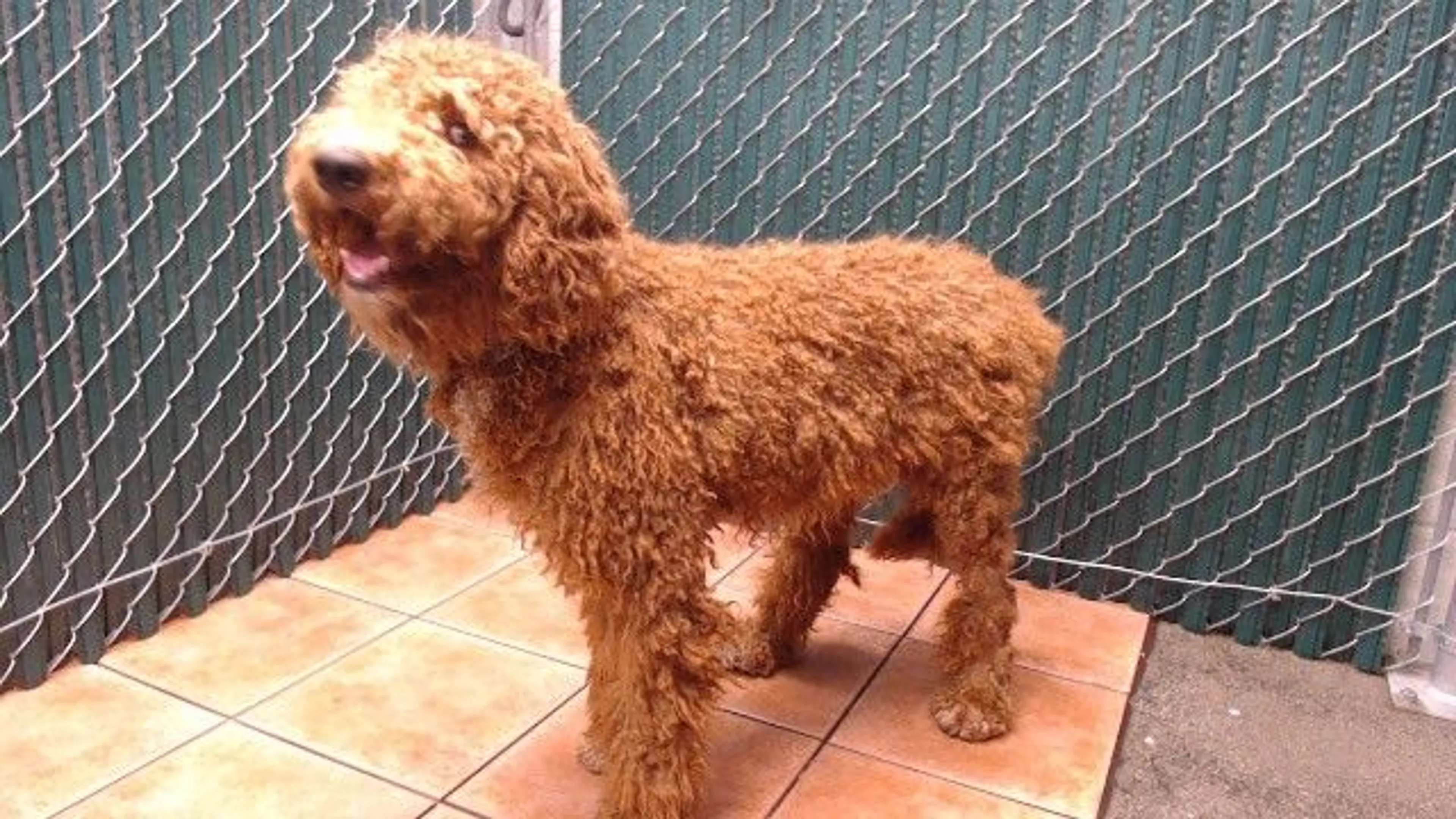 Found pet