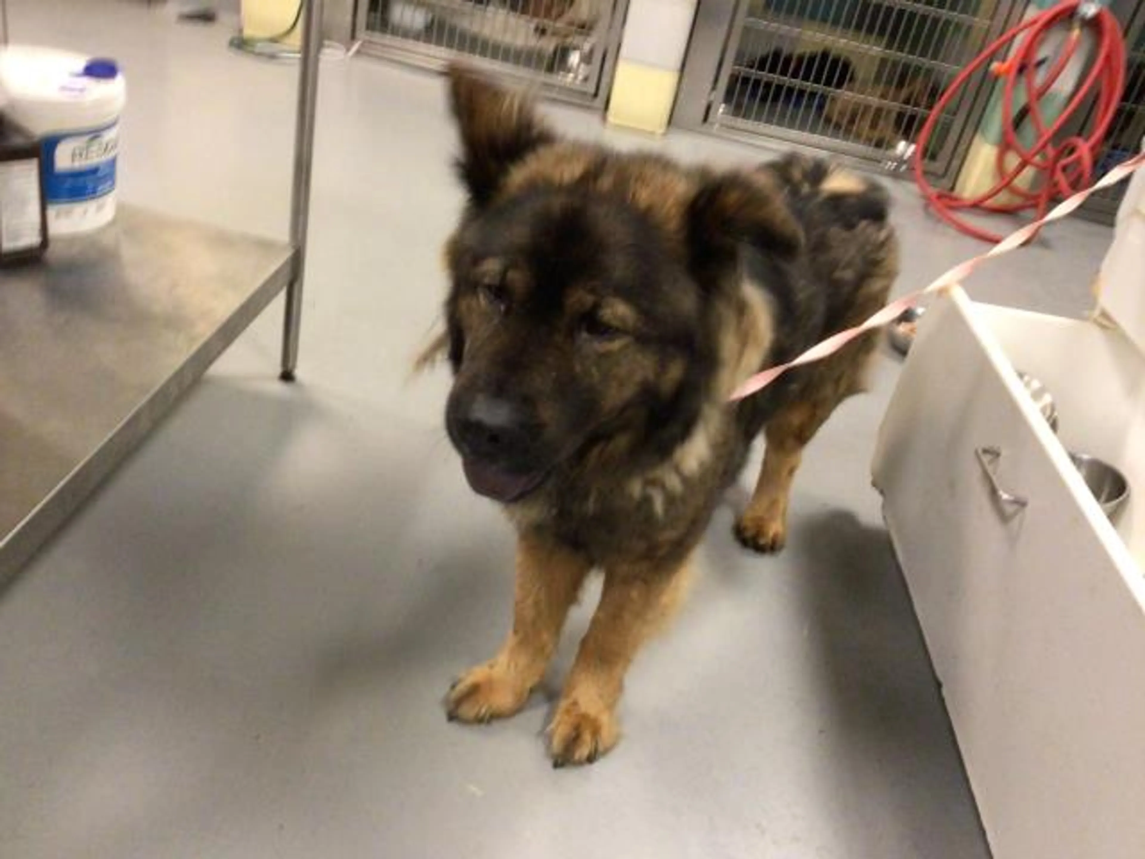 Found pet