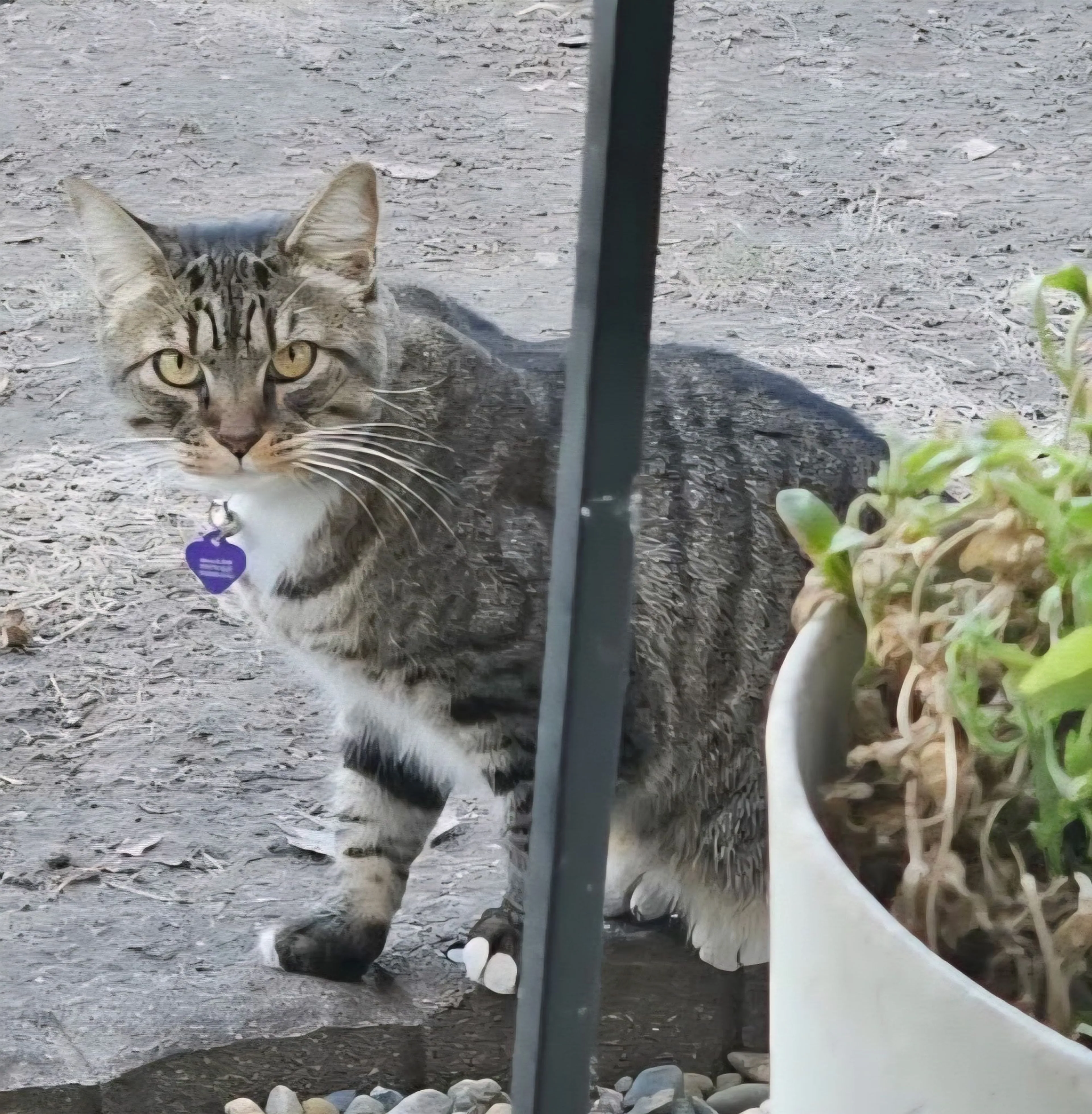 Lost pet