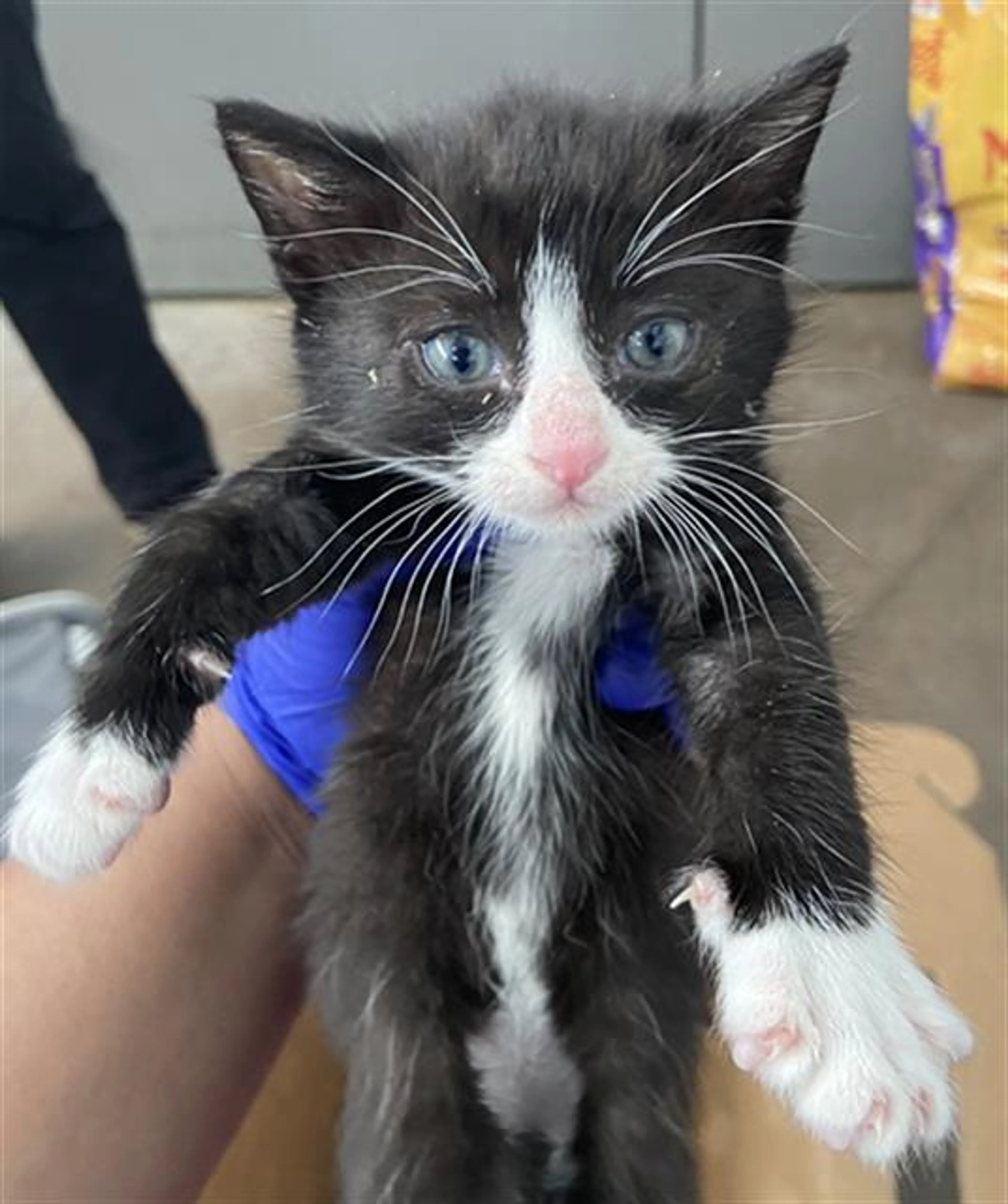 Found pet