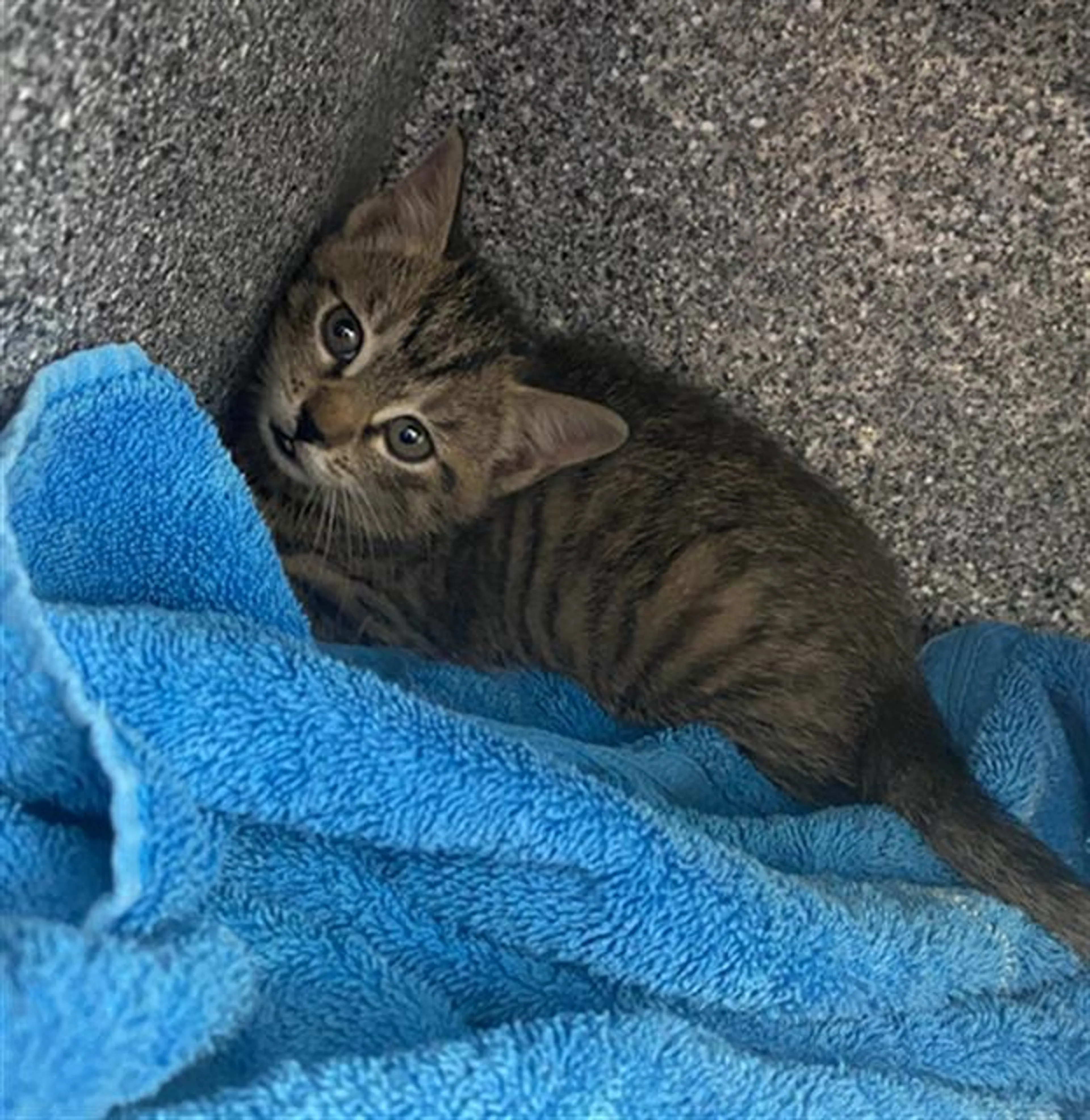 Found pet
