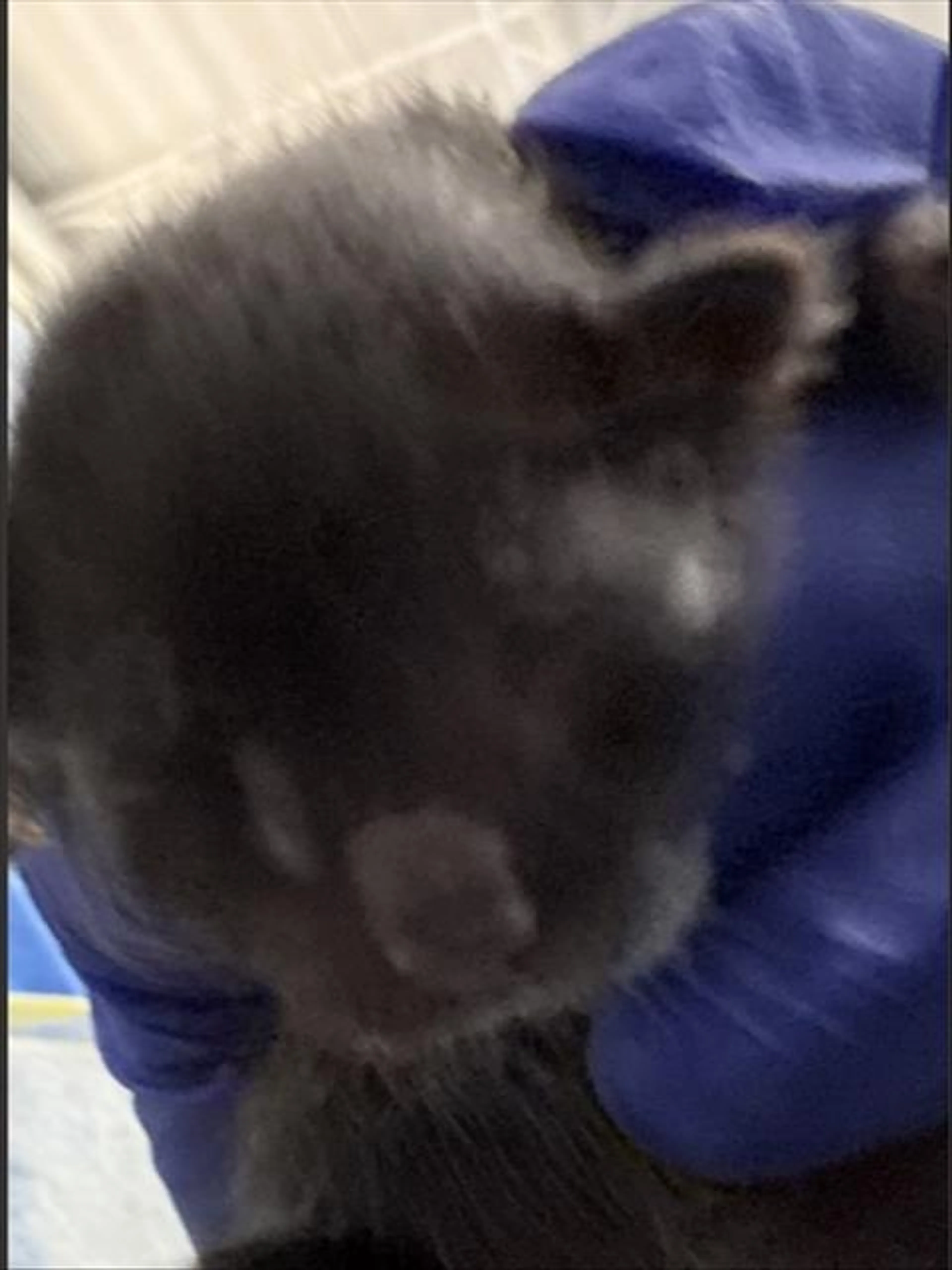 Found pet