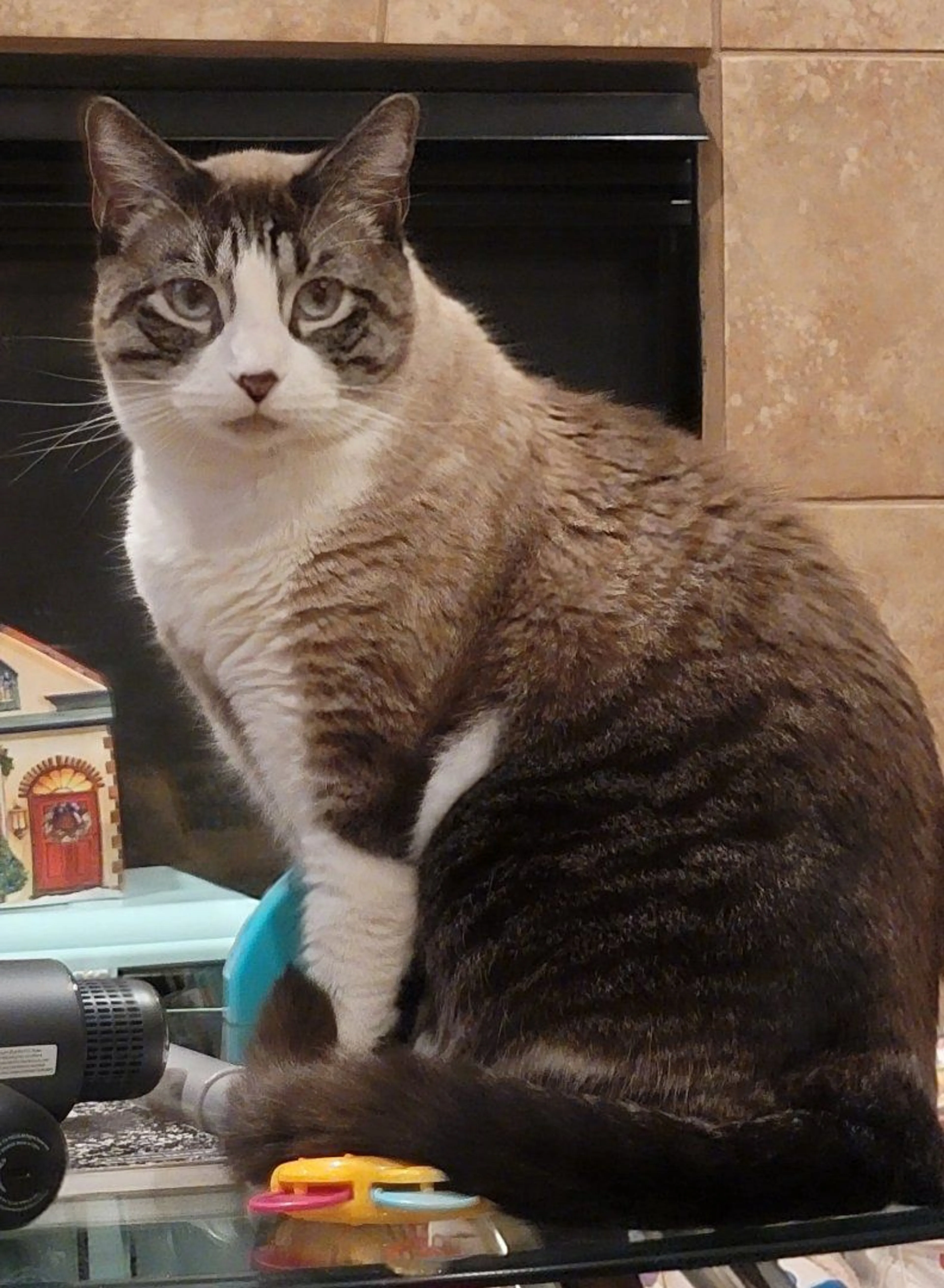 Lost pet