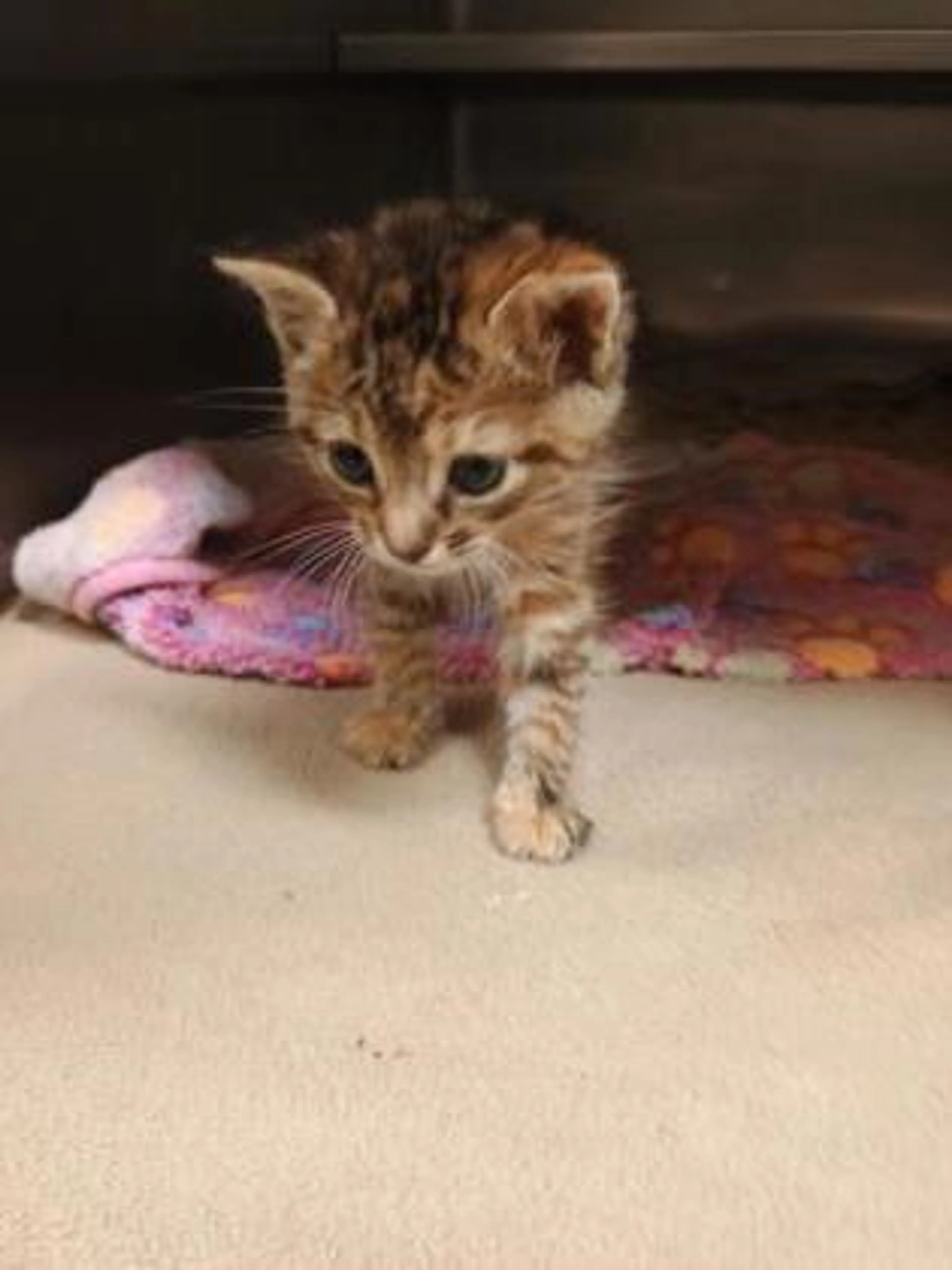 Found pet