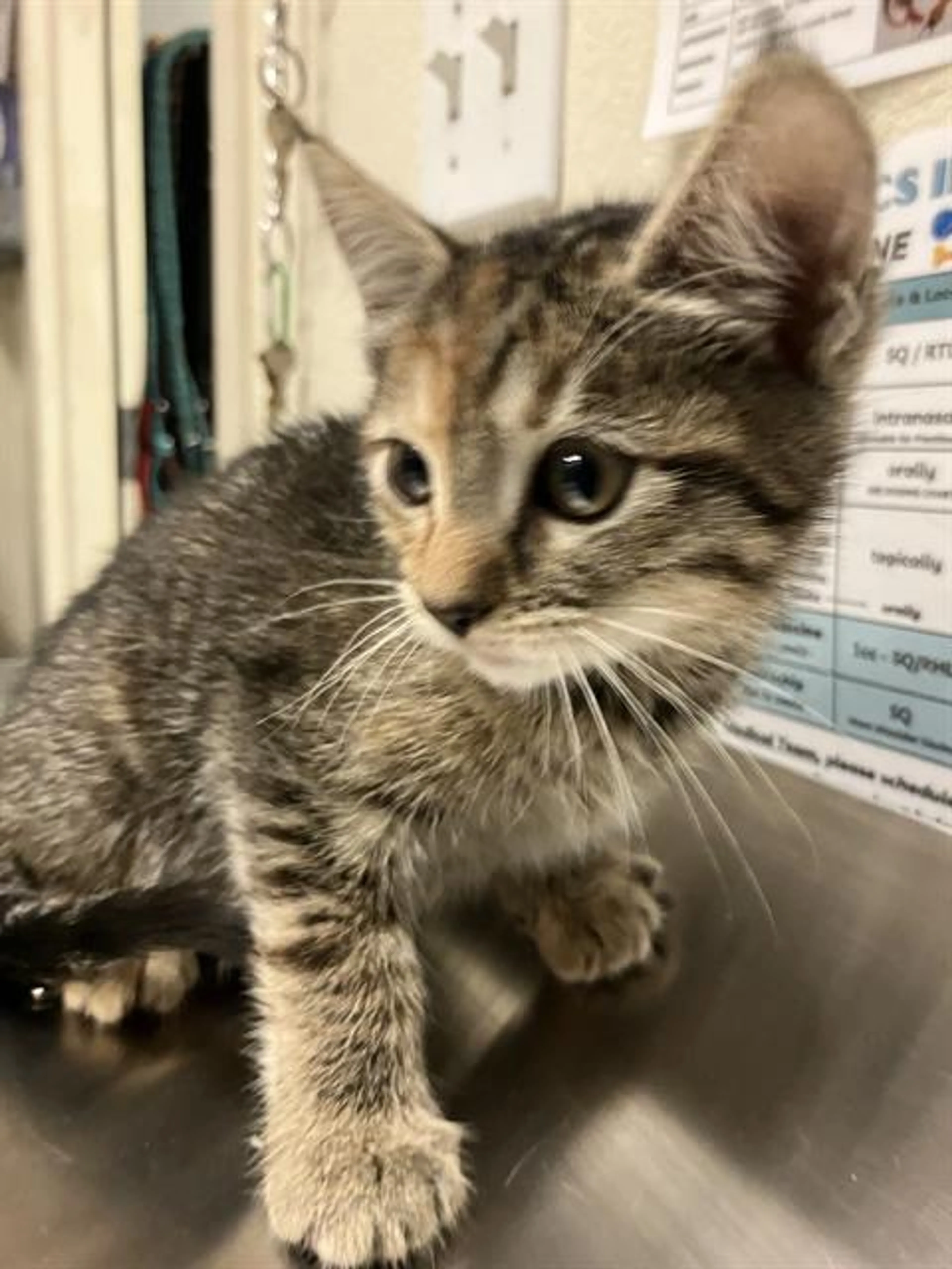 Found pet