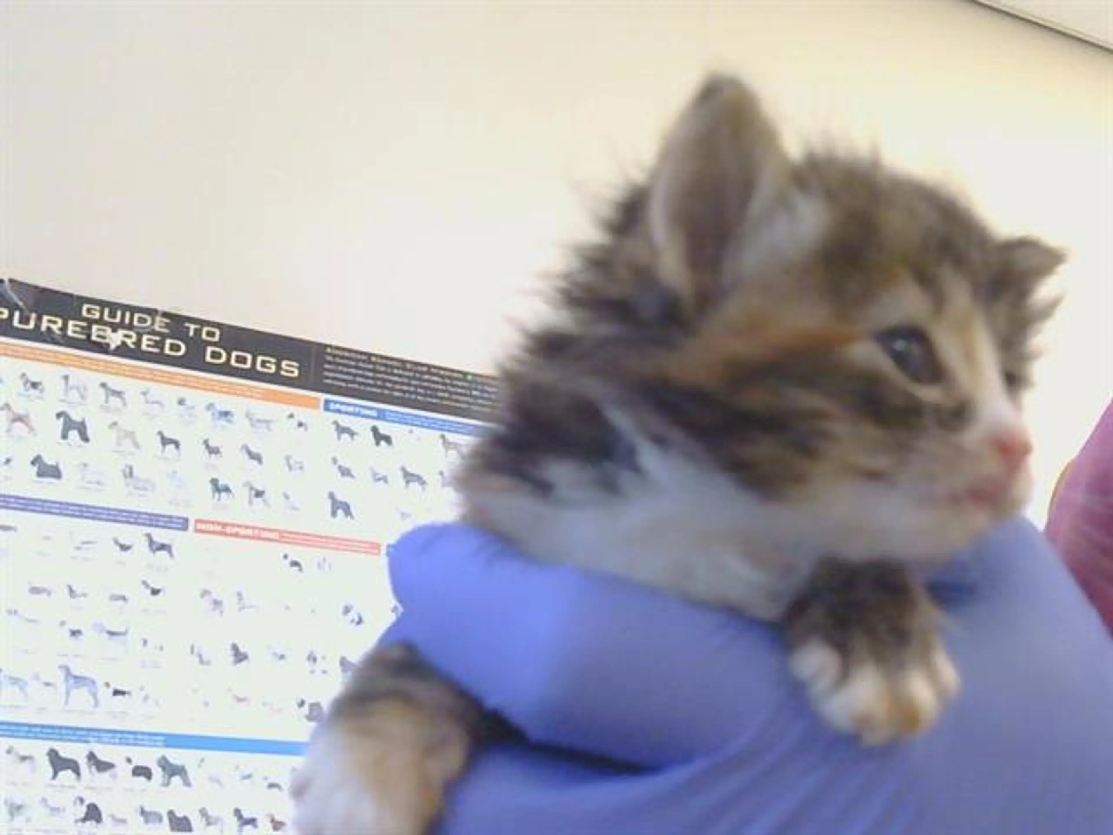 Found pet