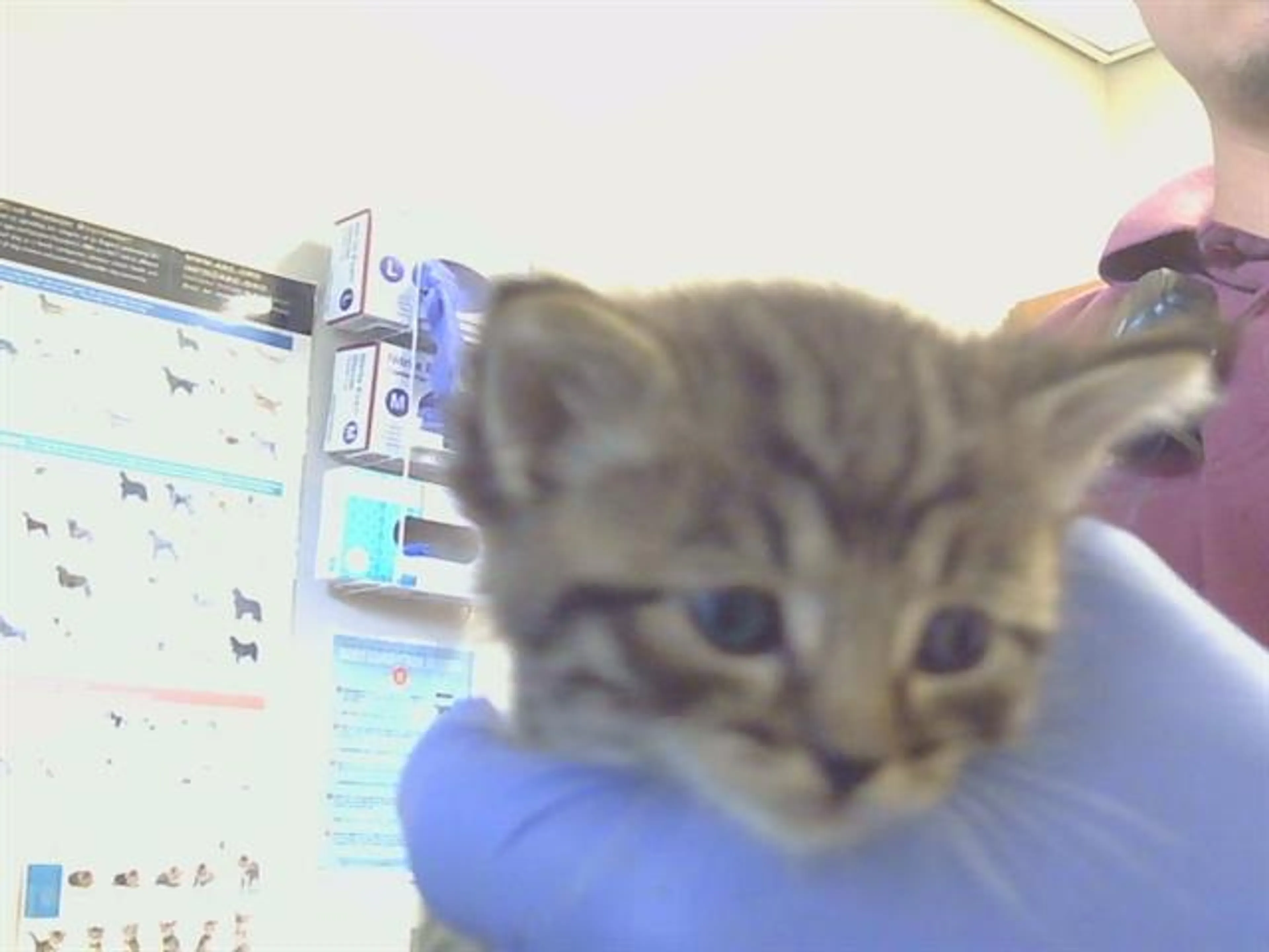 Found pet
