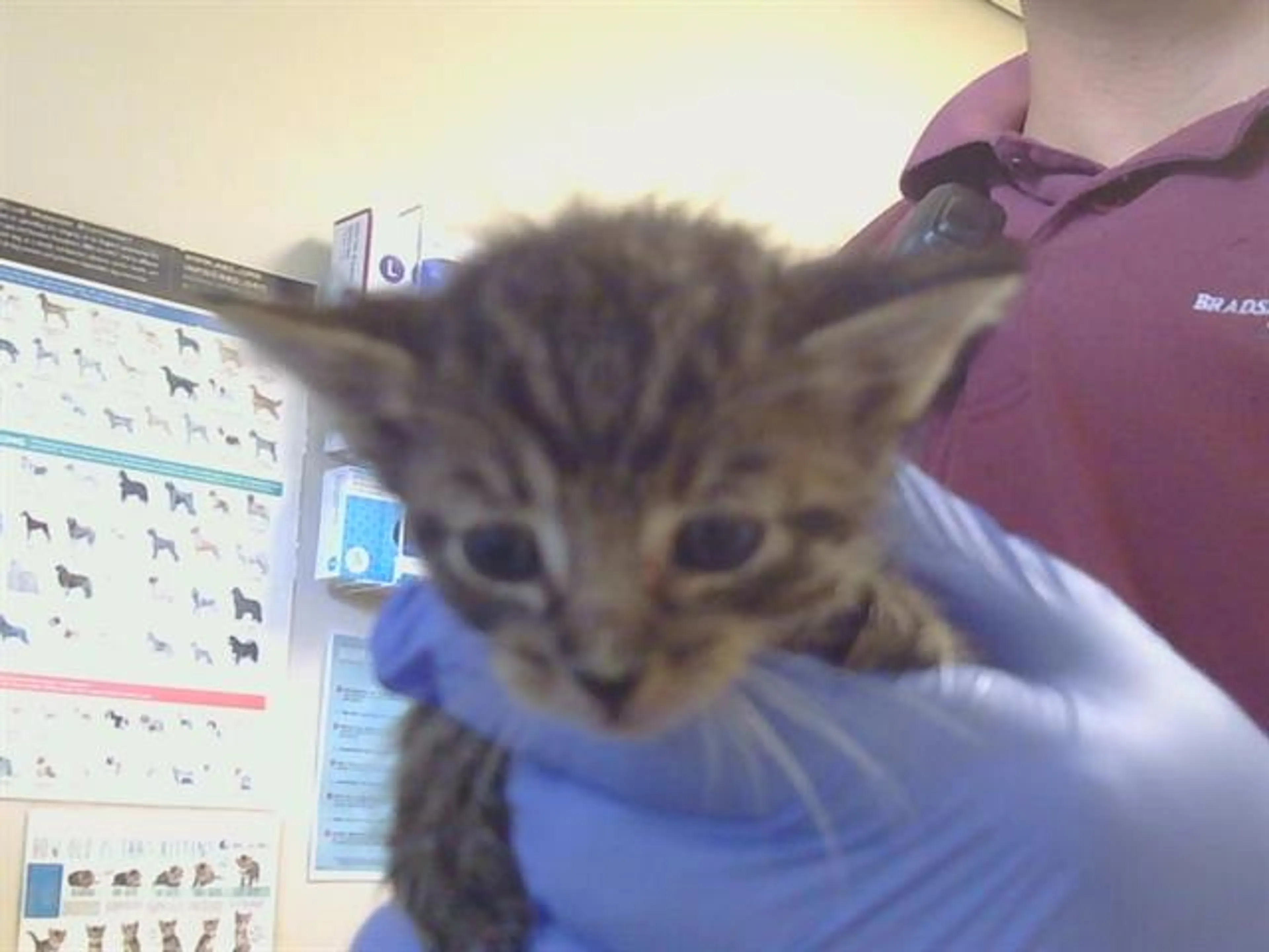 Found pet