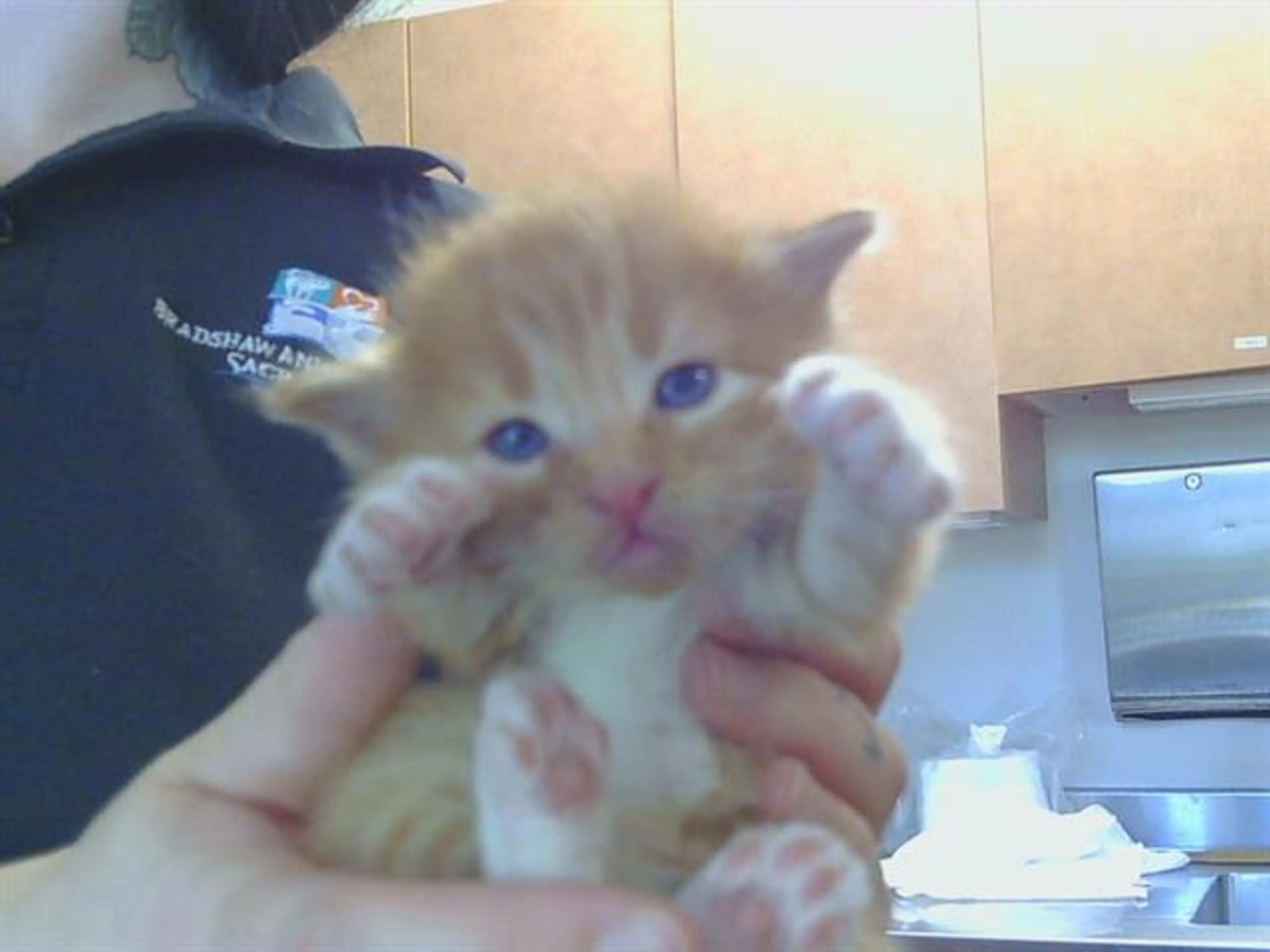 Found pet