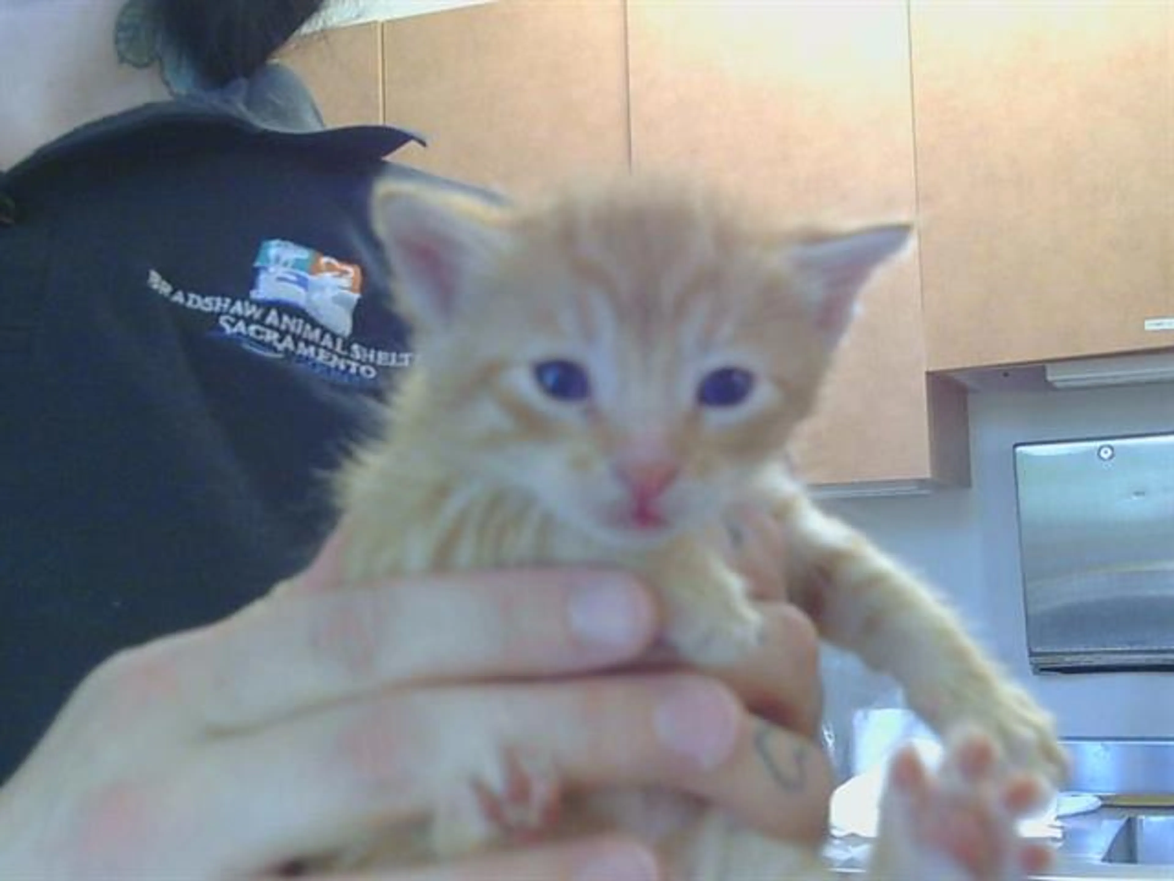 Found pet