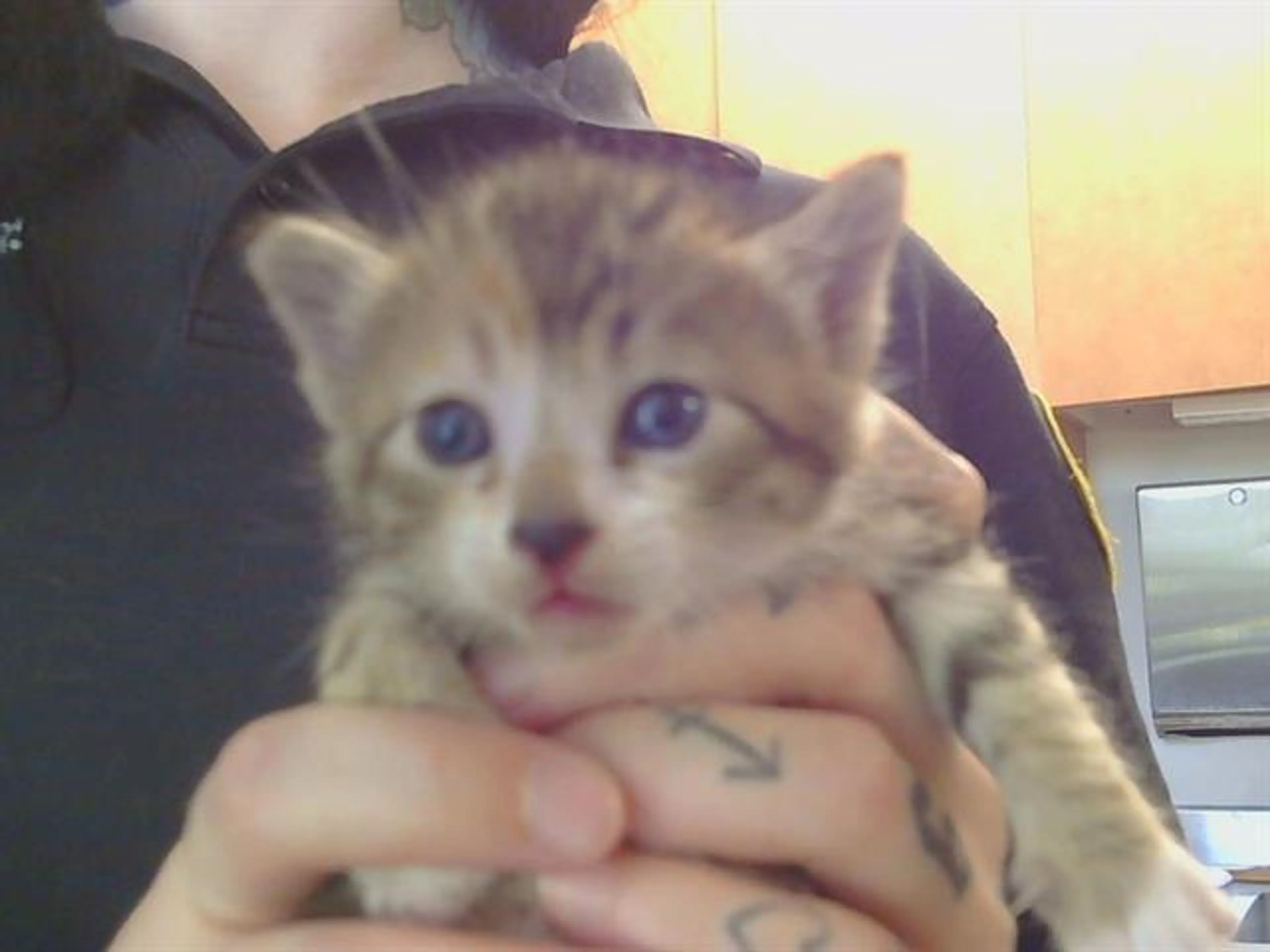 Found pet