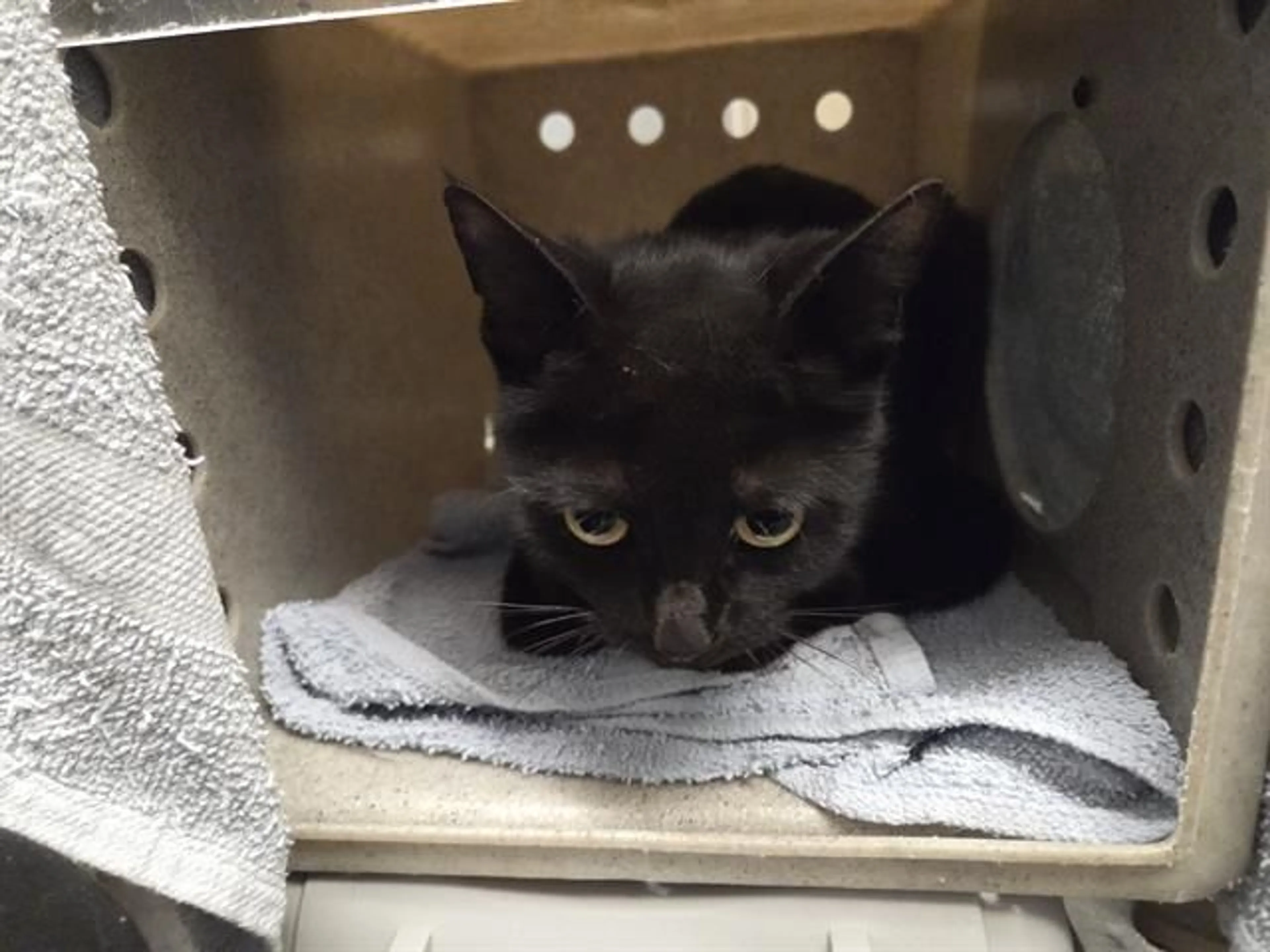 Found pet
