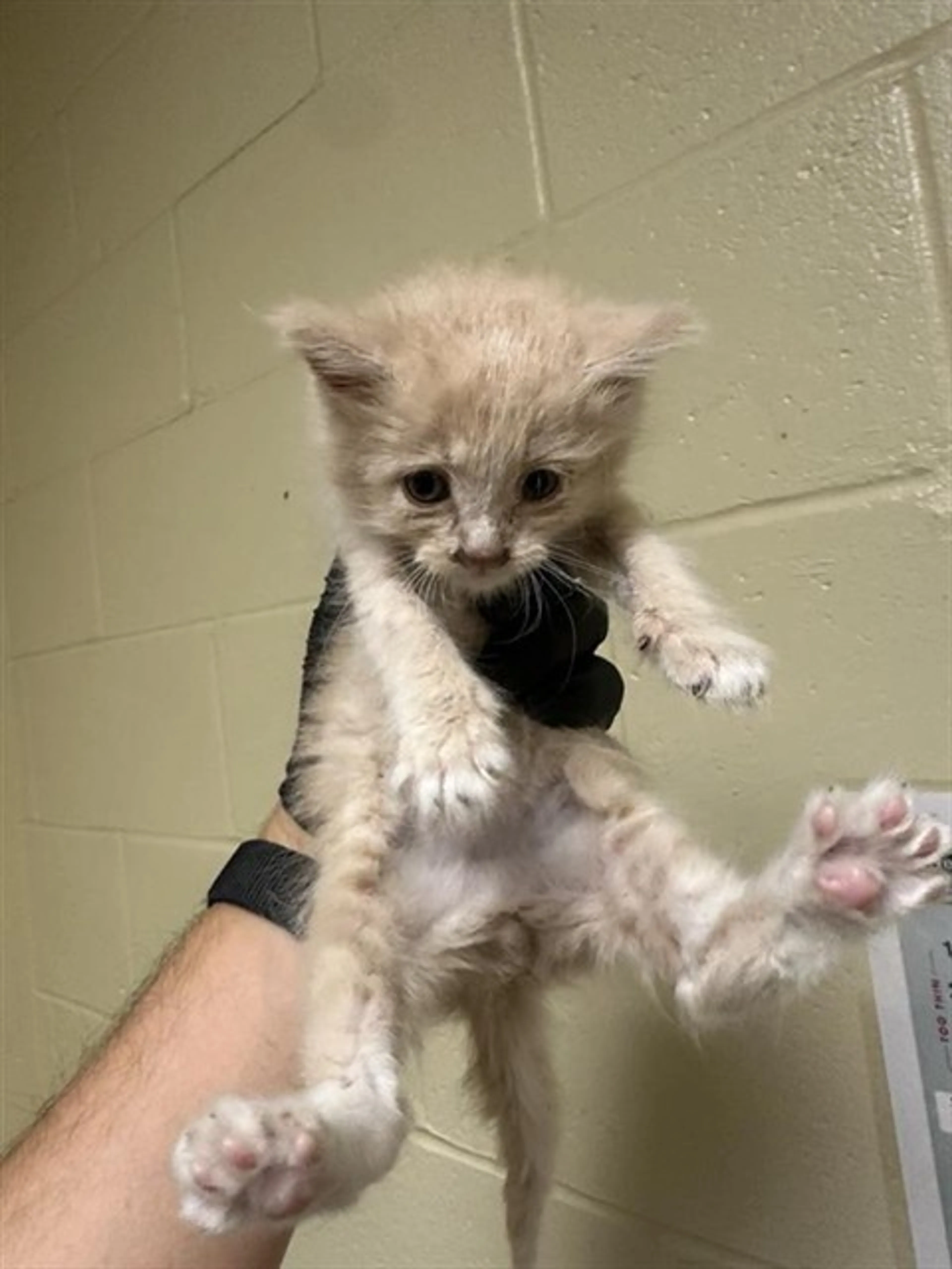 Found pet