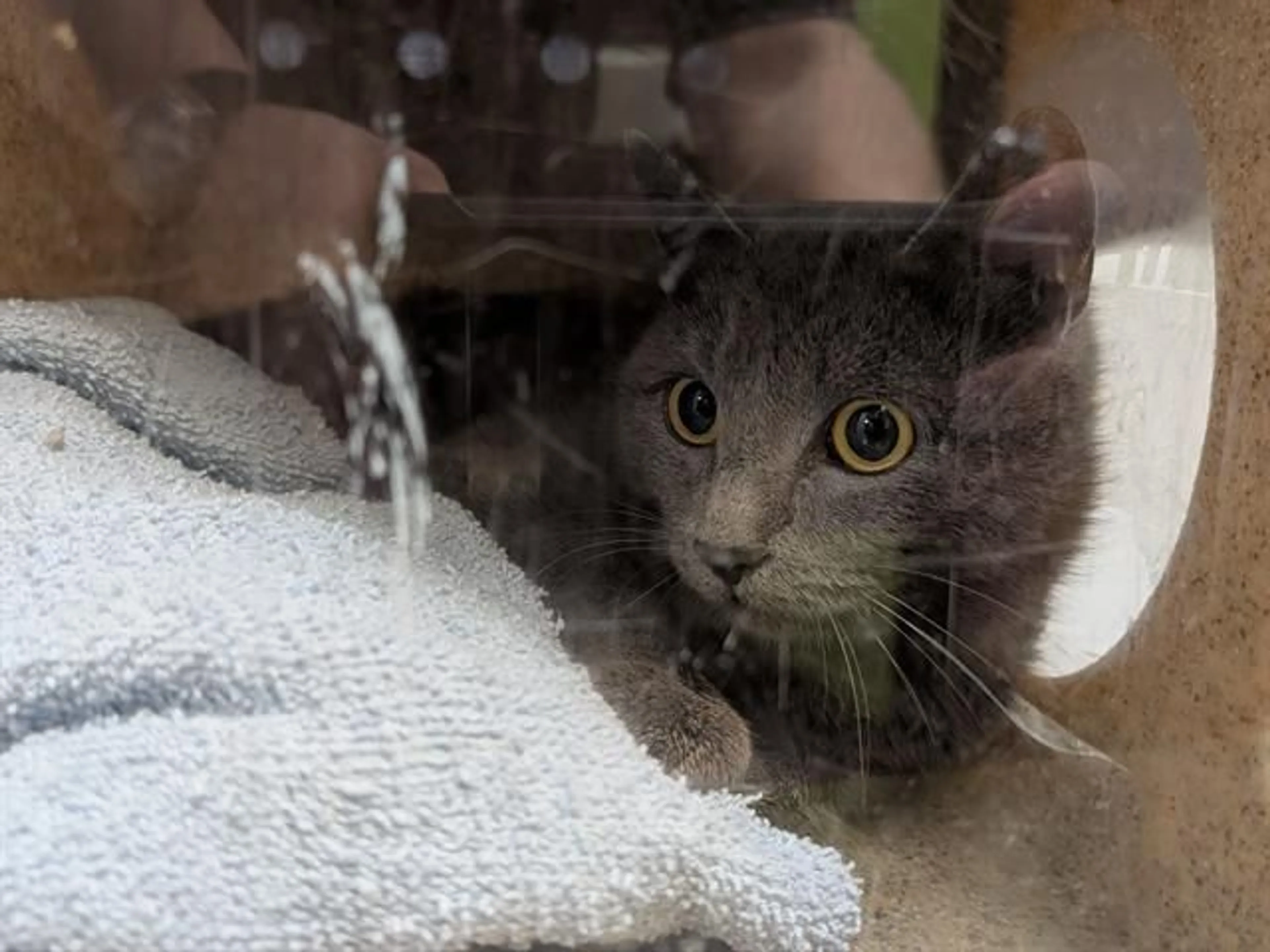 Found pet