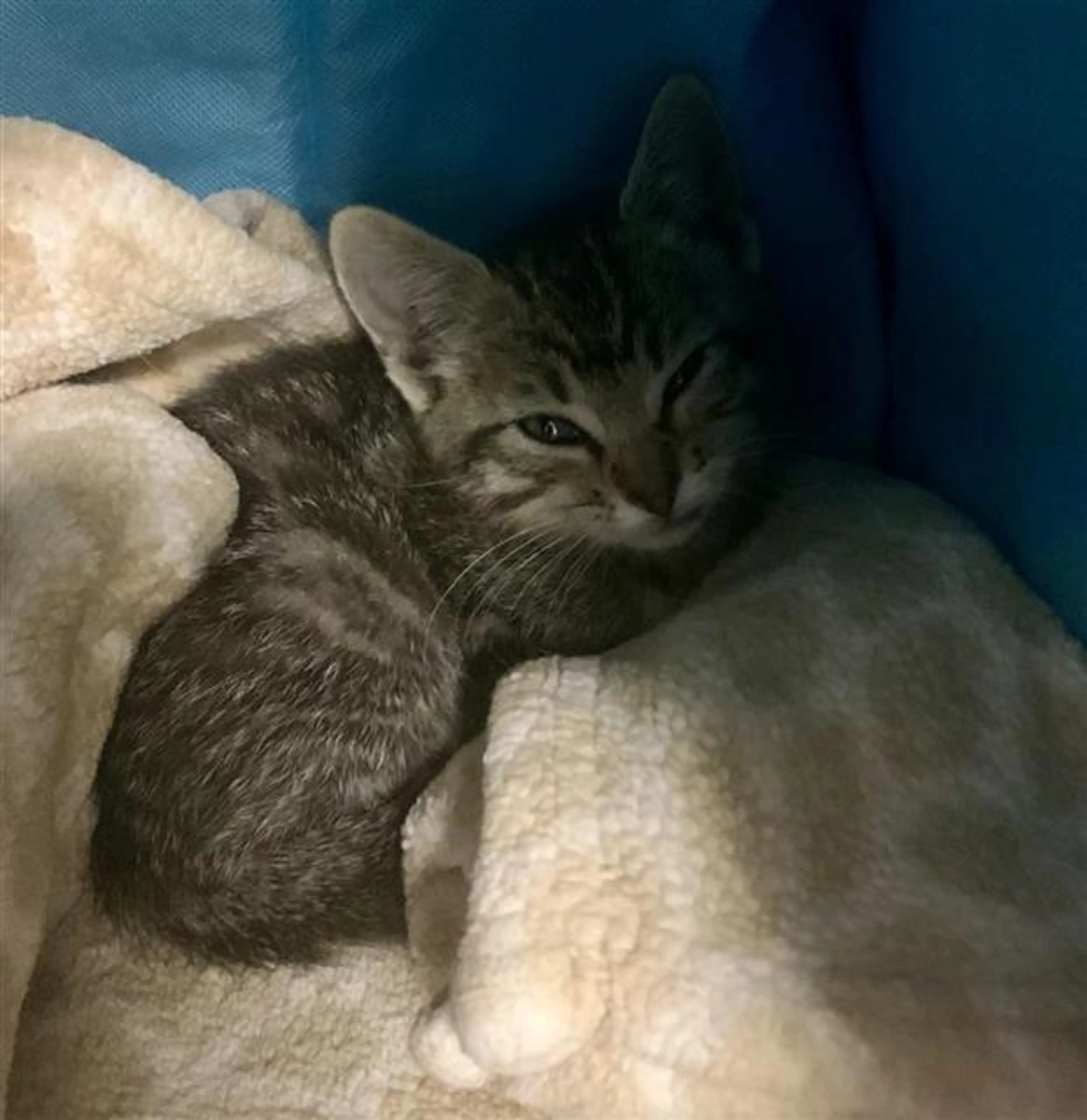 Found pet