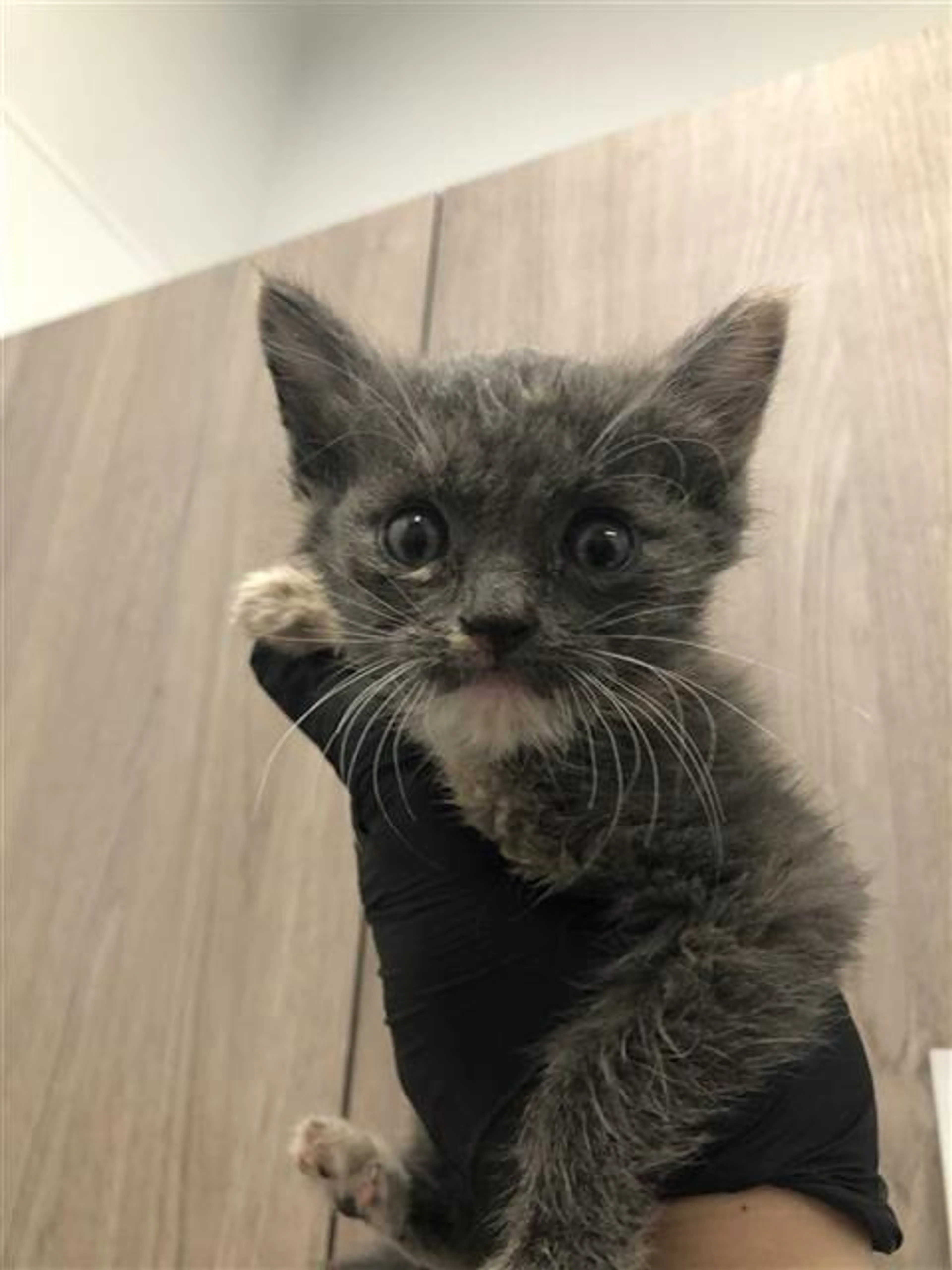 Found pet